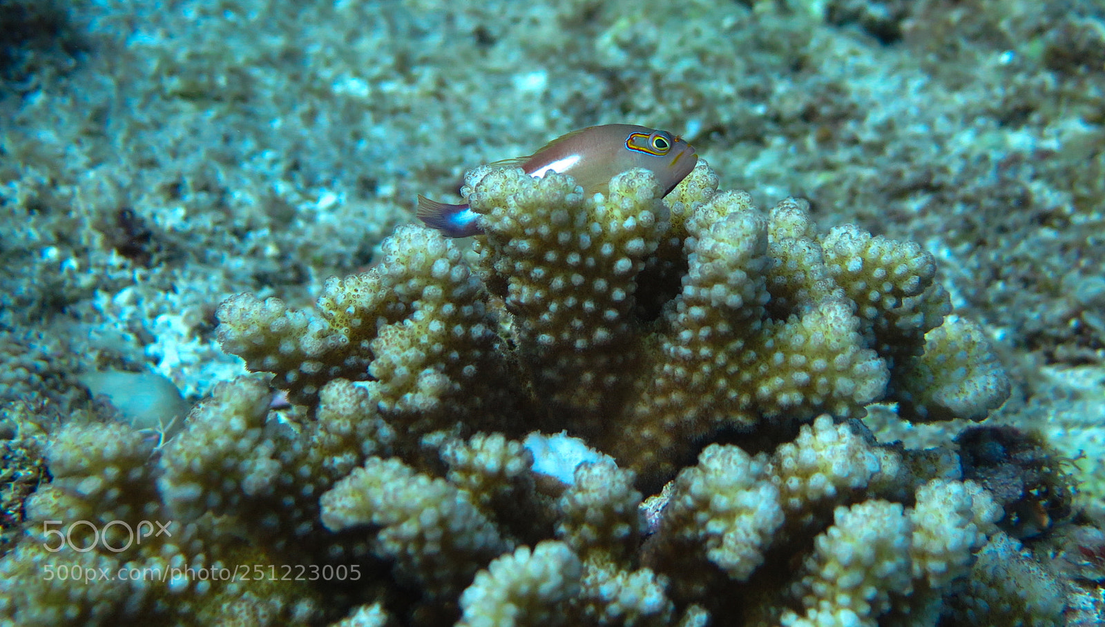 Canon PowerShot G16 sample photo. Fish on coral photography