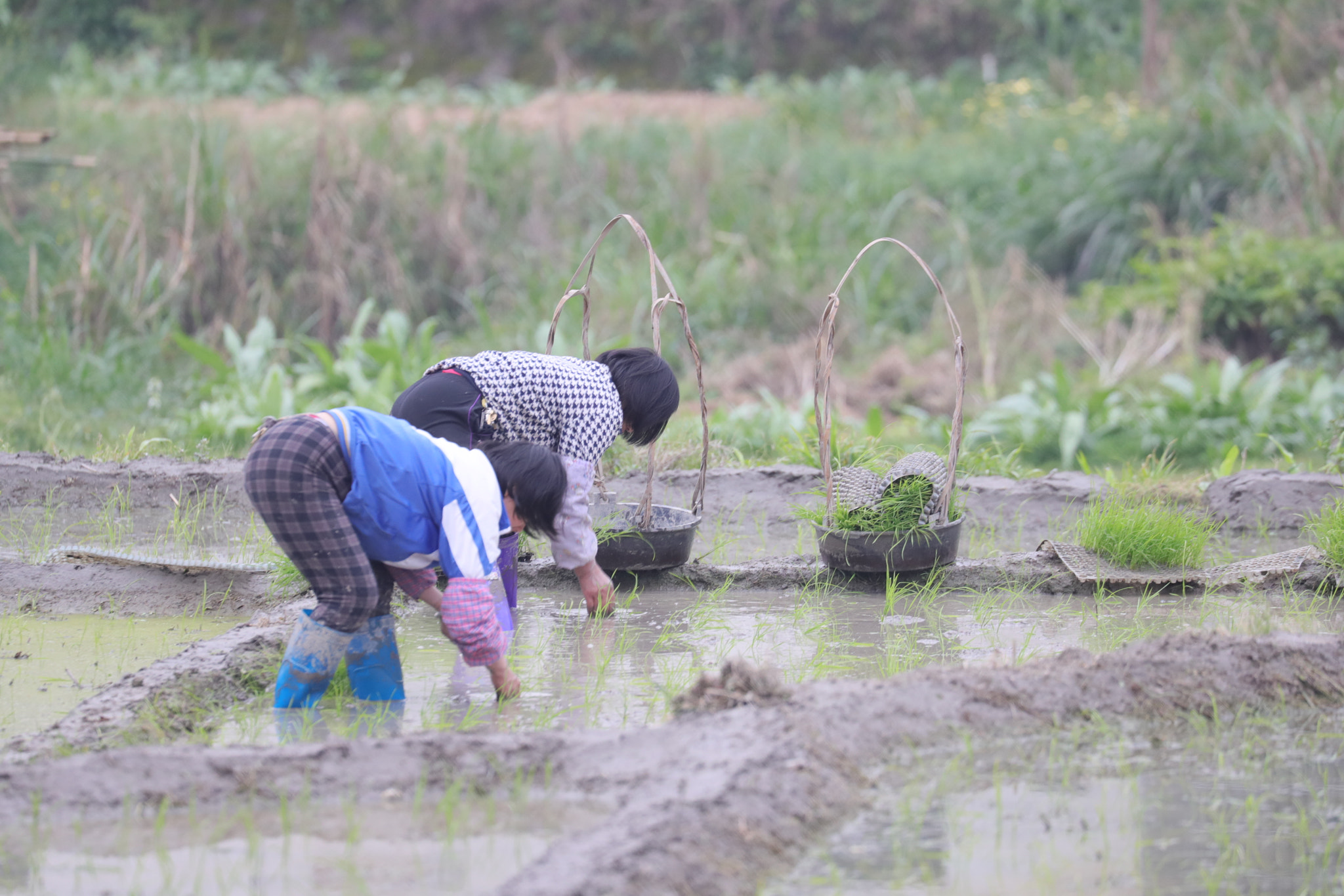 Canon EOS-1D X Mark II sample photo. Rice plantation. photography