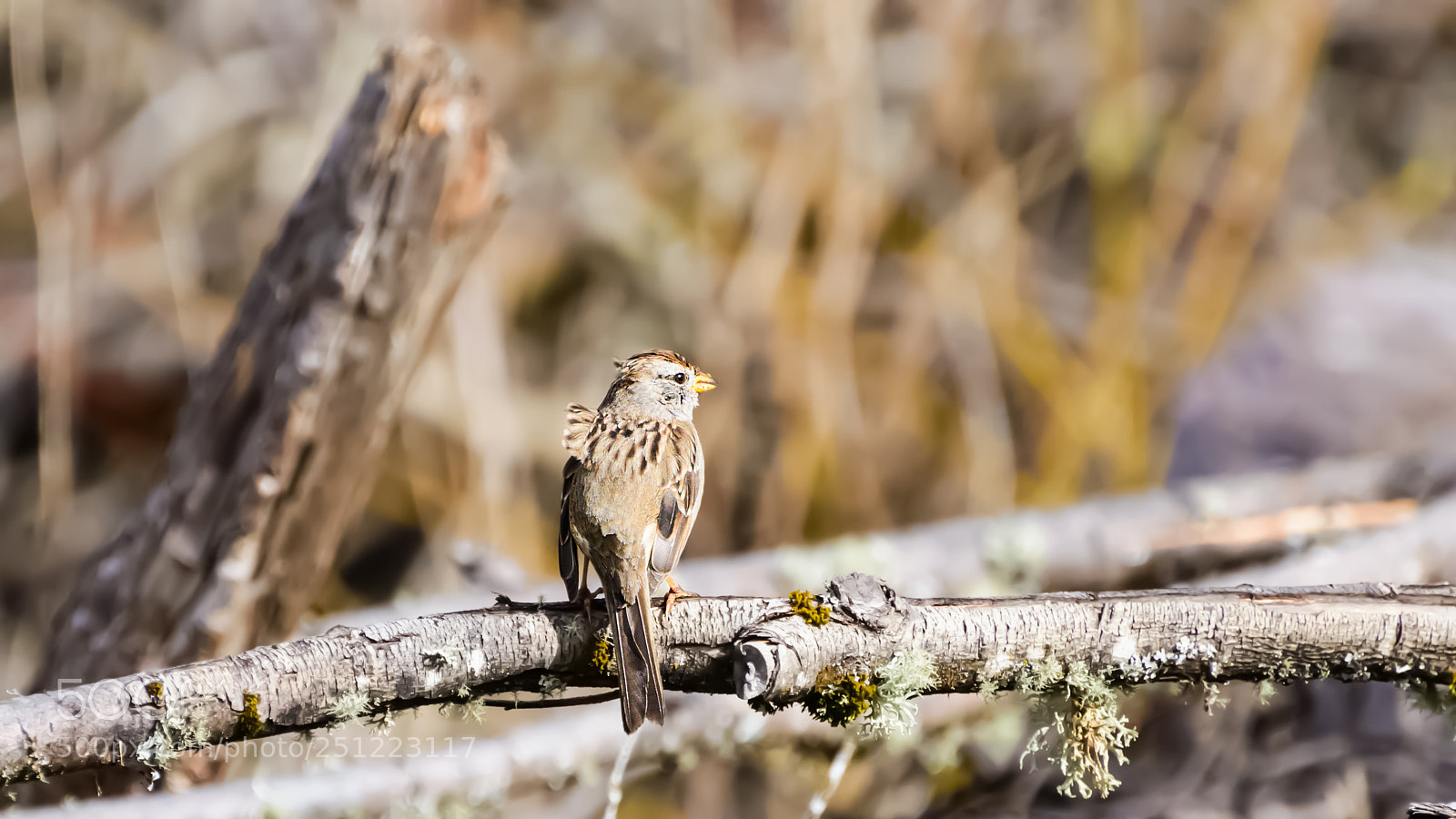 Nikon D800 sample photo. Sparrow in the breeze photography