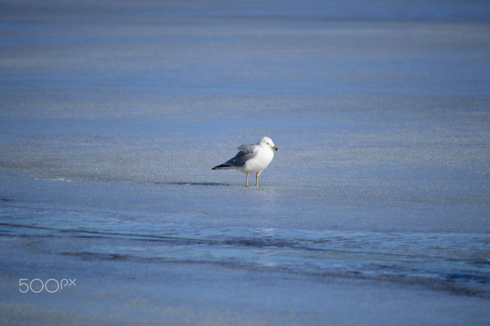 Nikon D3200 sample photo. Walking on the ice photography