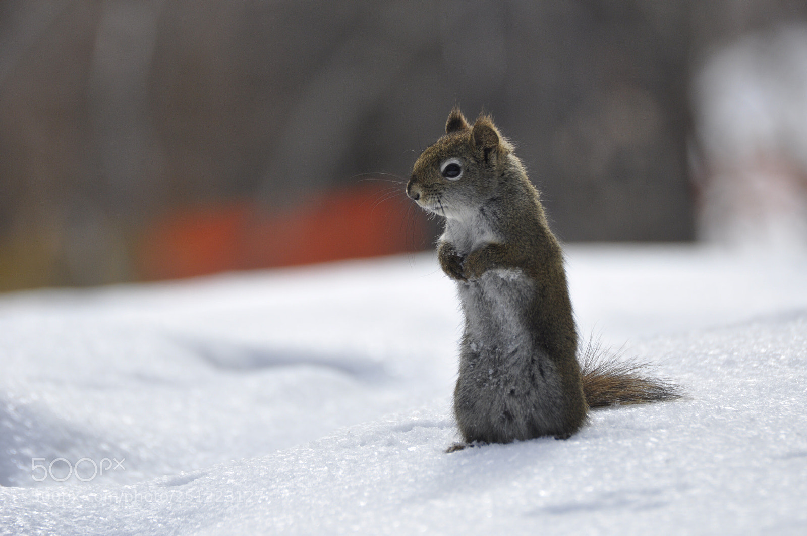 Nikon D90 sample photo. Winter  photography