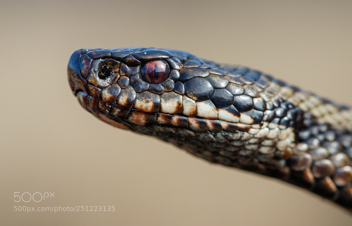Canon EOS 7D Mark II sample photo. Northern viper - vipera photography