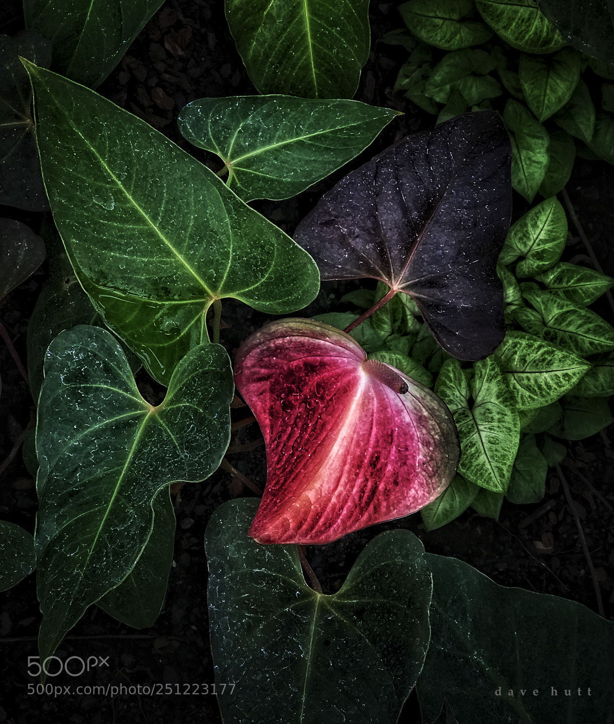 Apple iPhone 7 Plus sample photo. Red lily photography