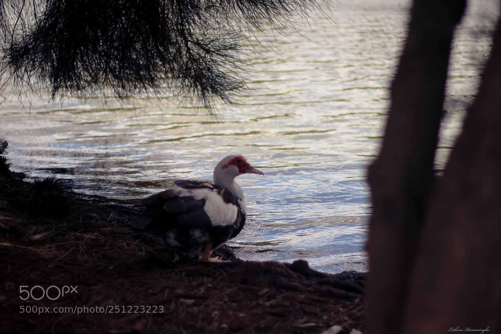 Canon EOS 600D (Rebel EOS T3i / EOS Kiss X5) sample photo. Duck photography