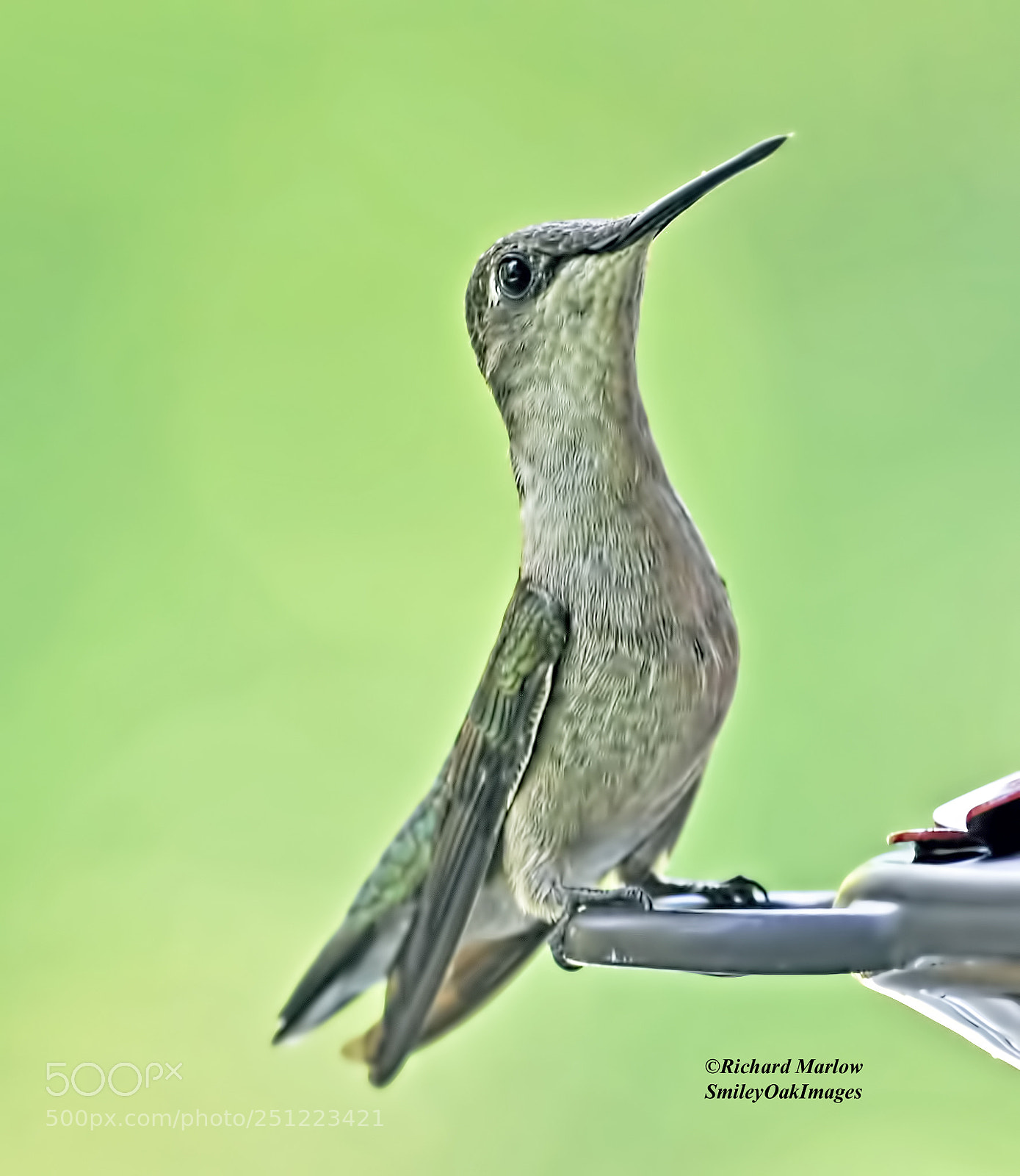 Nikon D5000 sample photo. Hummingbird photography
