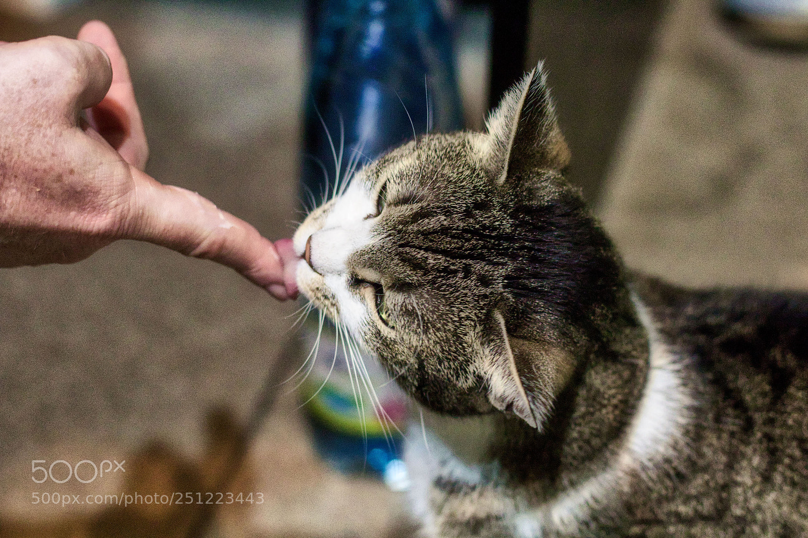 Canon EOS 600D (Rebel EOS T3i / EOS Kiss X5) + Canon EF 50mm F1.8 II sample photo. How fortrunate the cat photography
