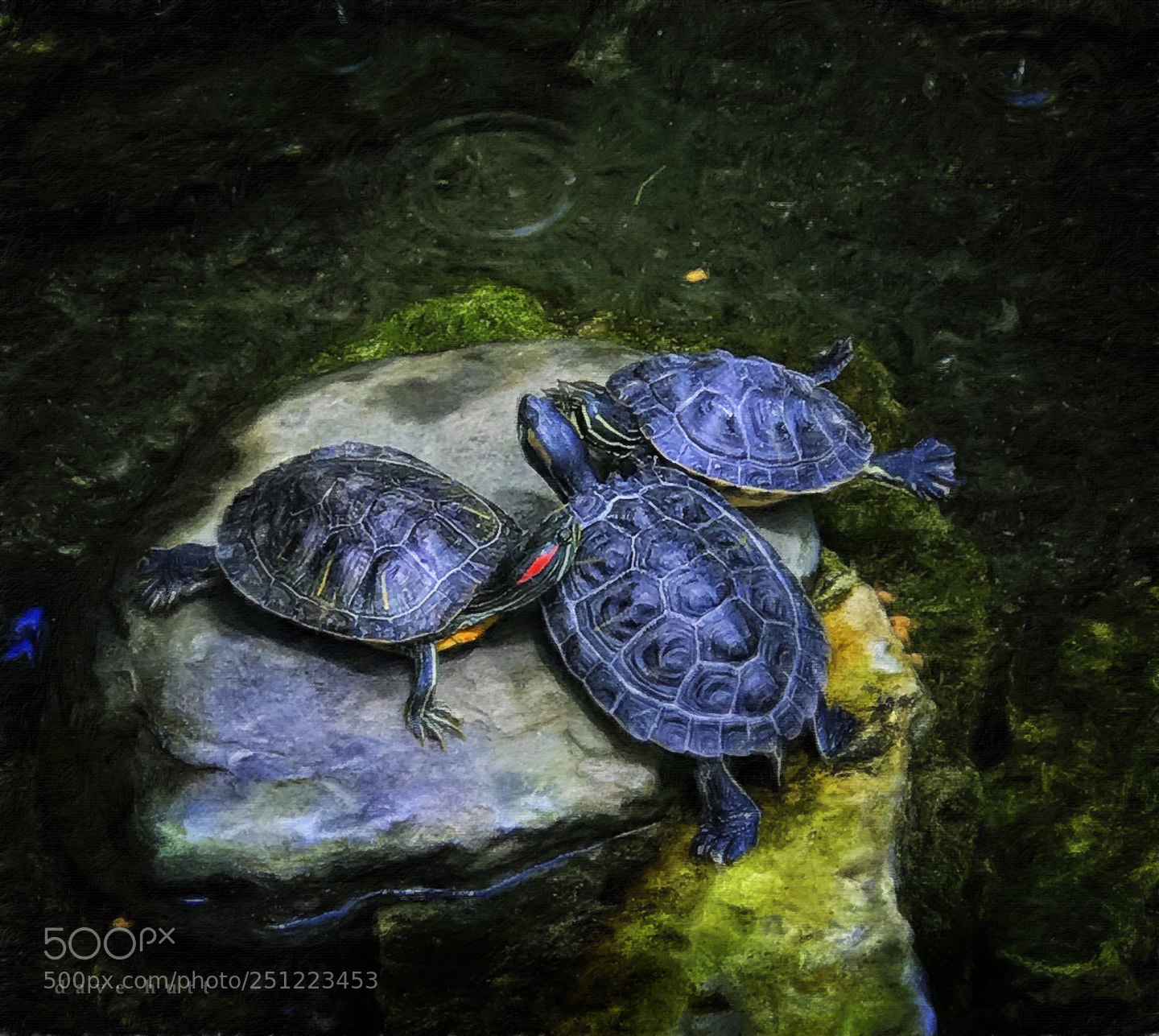 Apple iPhone 7 Plus sample photo. Blue turtles photography