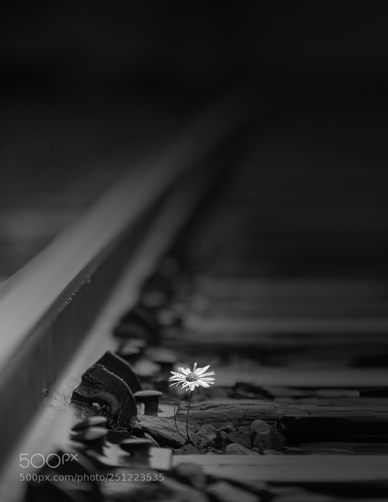 Nikon D810 sample photo. Drama in the daisy.... photography