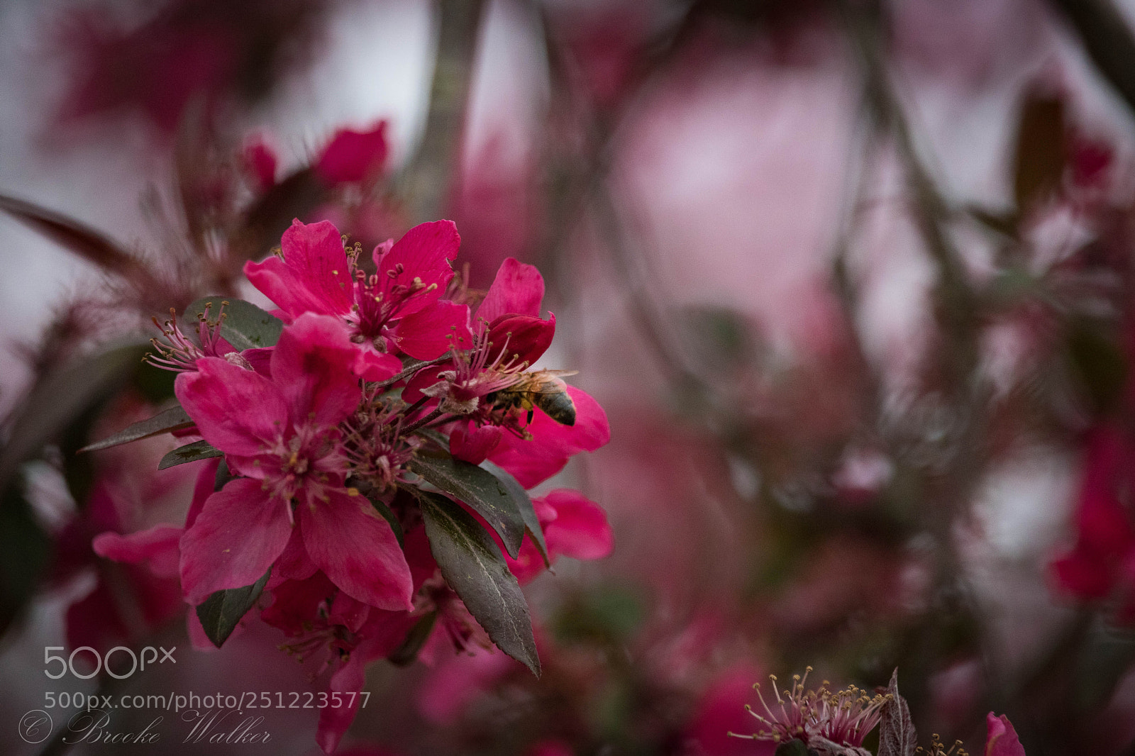 Canon EOS 750D (EOS Rebel T6i / EOS Kiss X8i) sample photo. Bumble photography