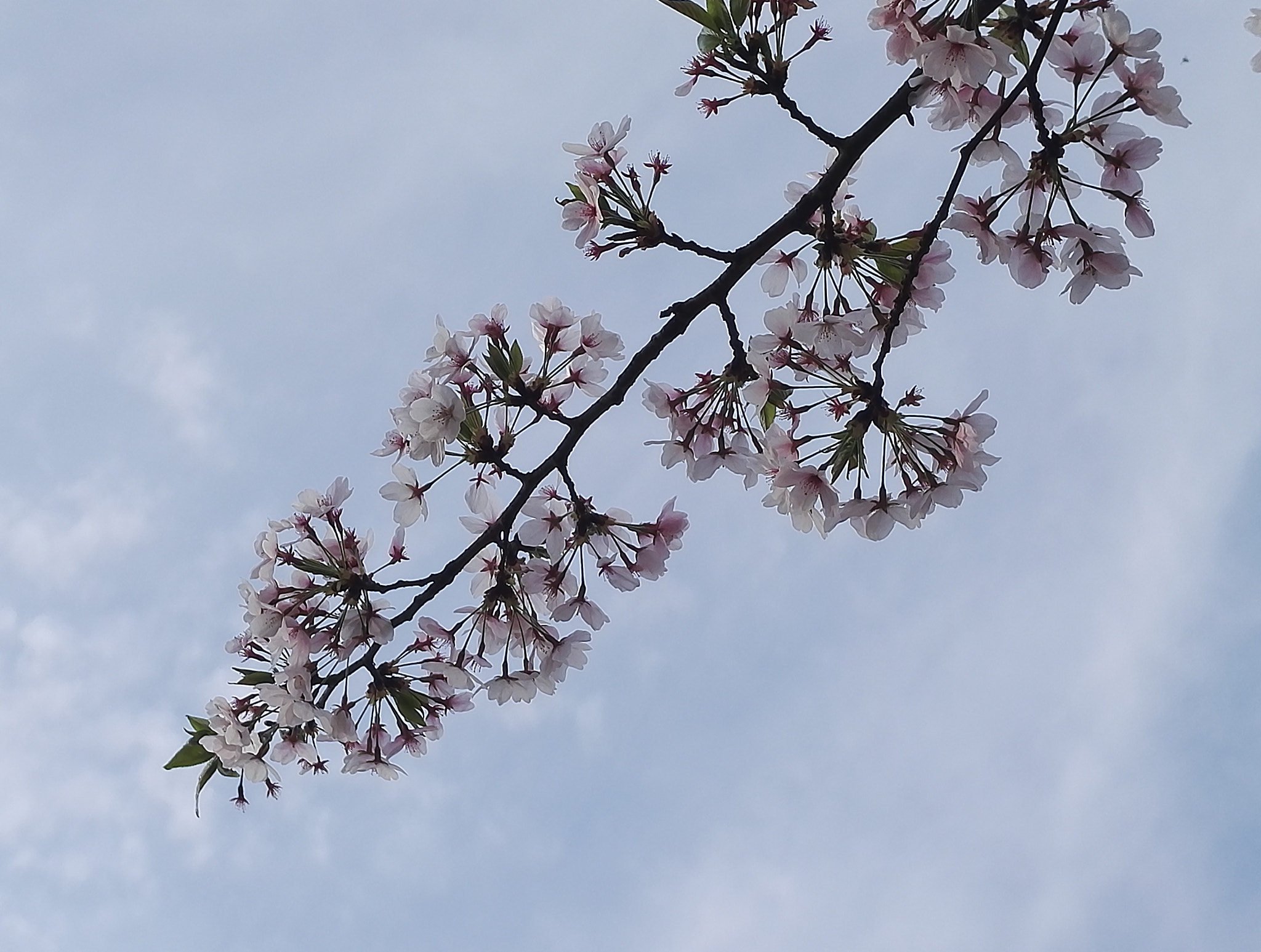 HUAWEI Honor 7 sample photo