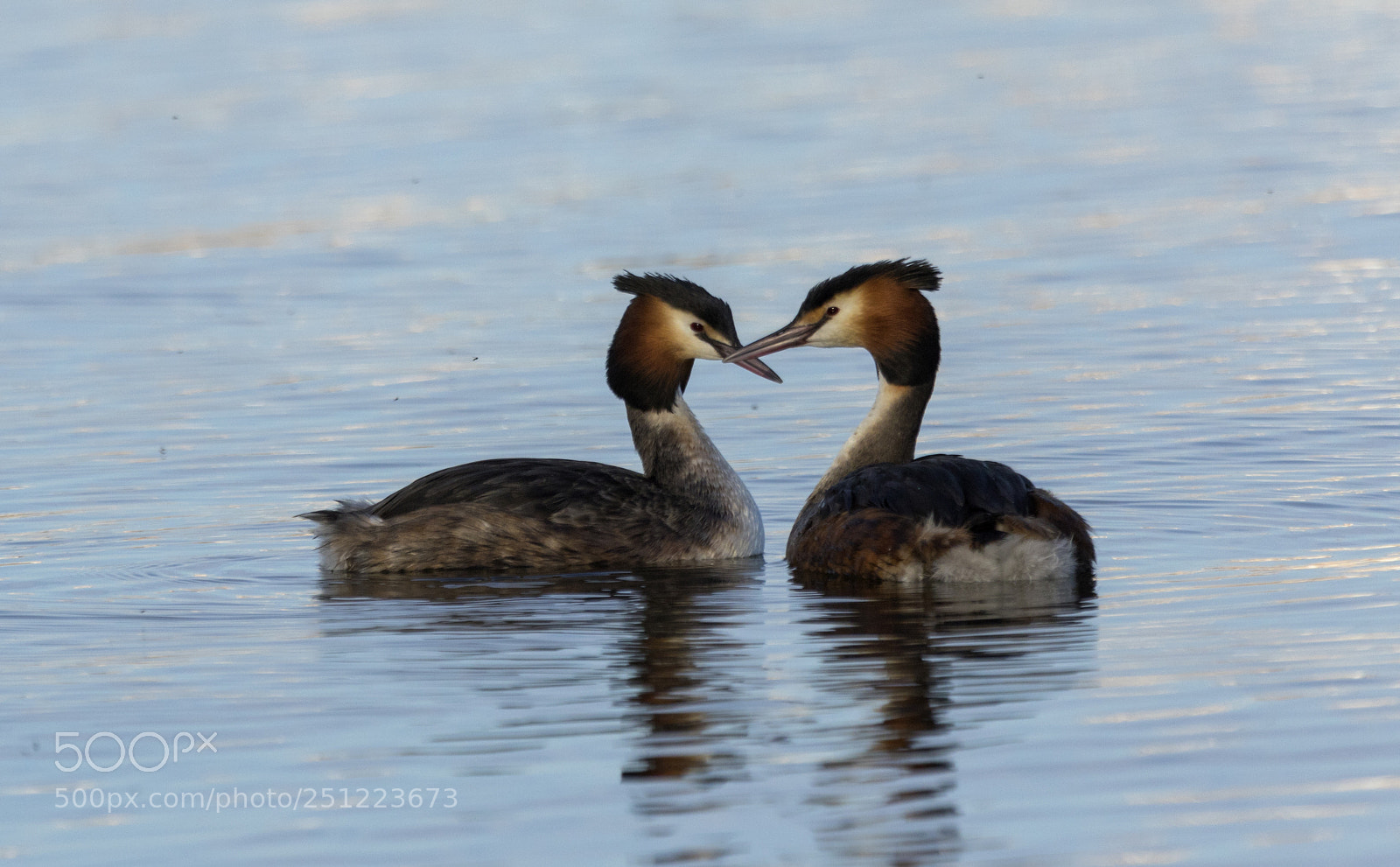 Canon EOS 7D Mark II sample photo. Bahri great crested grebe photography