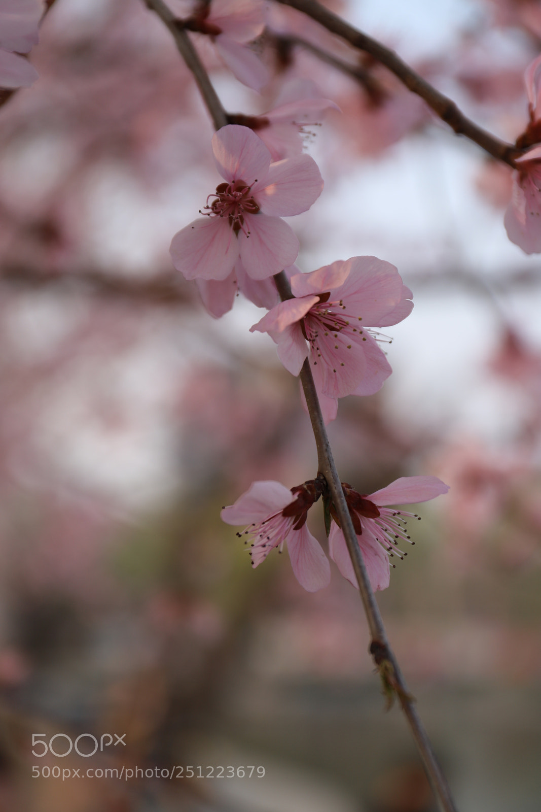 Canon EF 24-70mm F4L IS USM sample photo. Spring coming photography