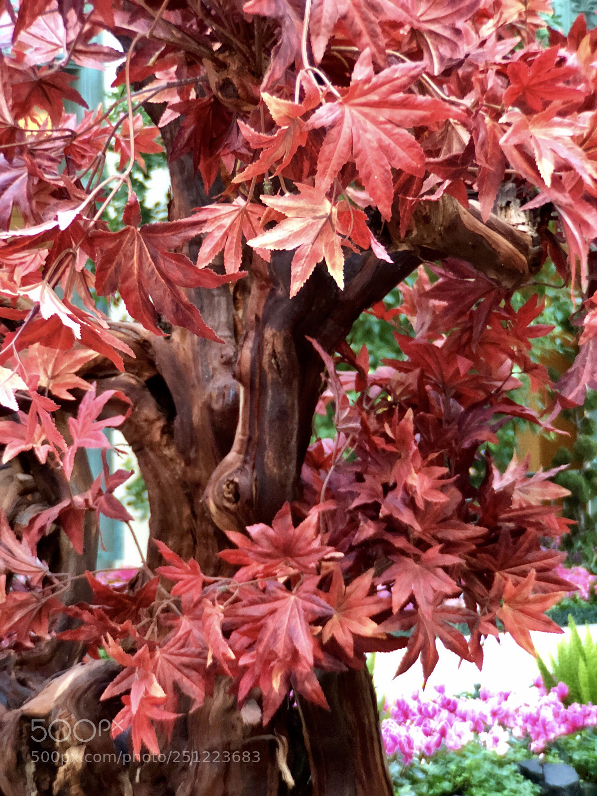 Apple iPhone 8 Plus sample photo. Red leaves photography