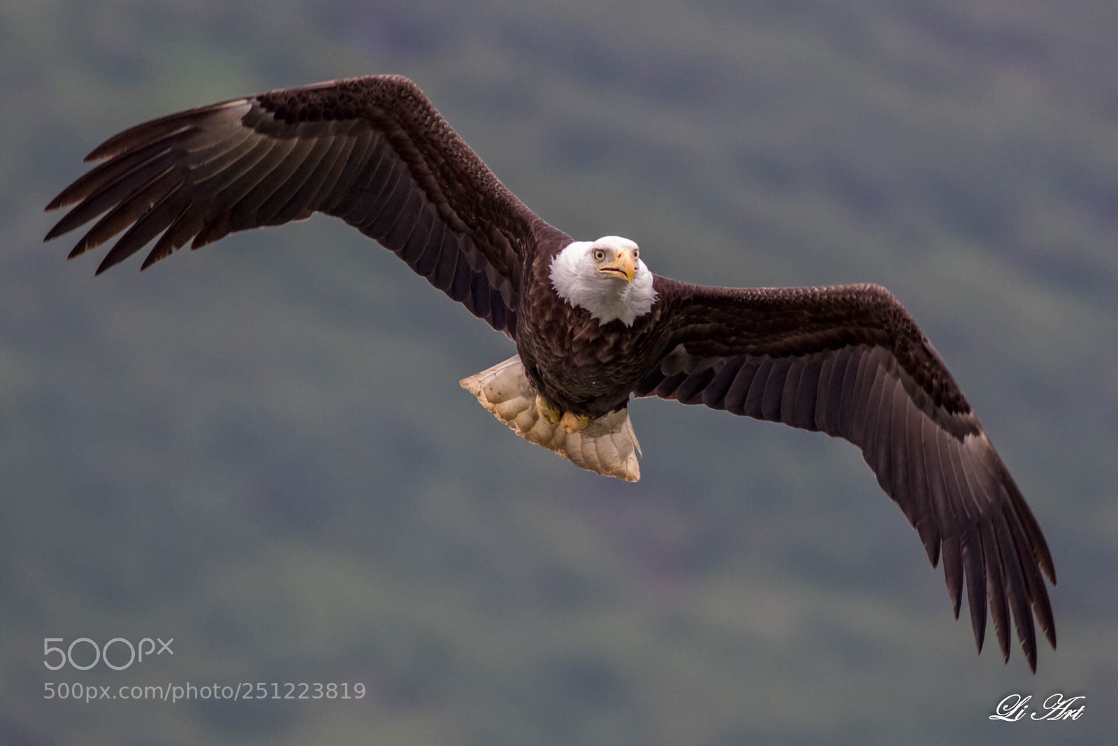 Canon EOS 7D Mark II sample photo. Flying bald eagle photography