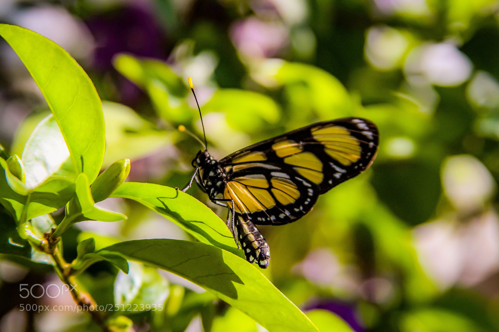 Canon EOS 7D sample photo. Nature vibes | butterfly  photography