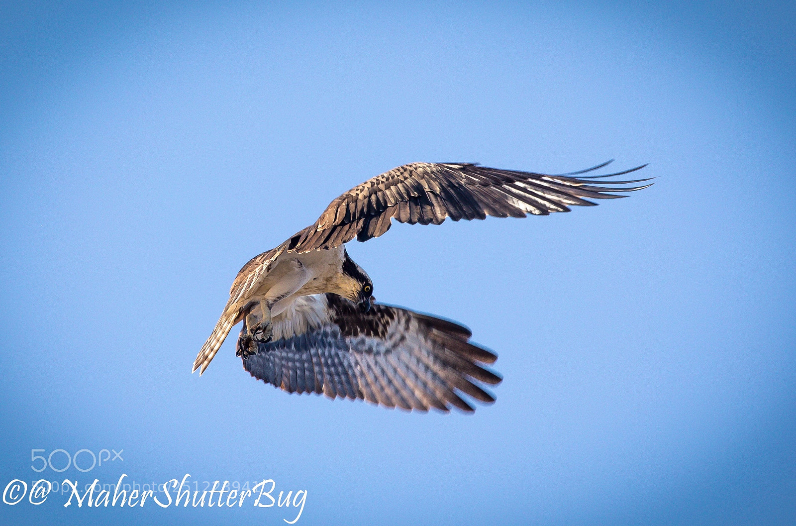 Canon EOS 5D Mark IV sample photo. That hover osprey photography