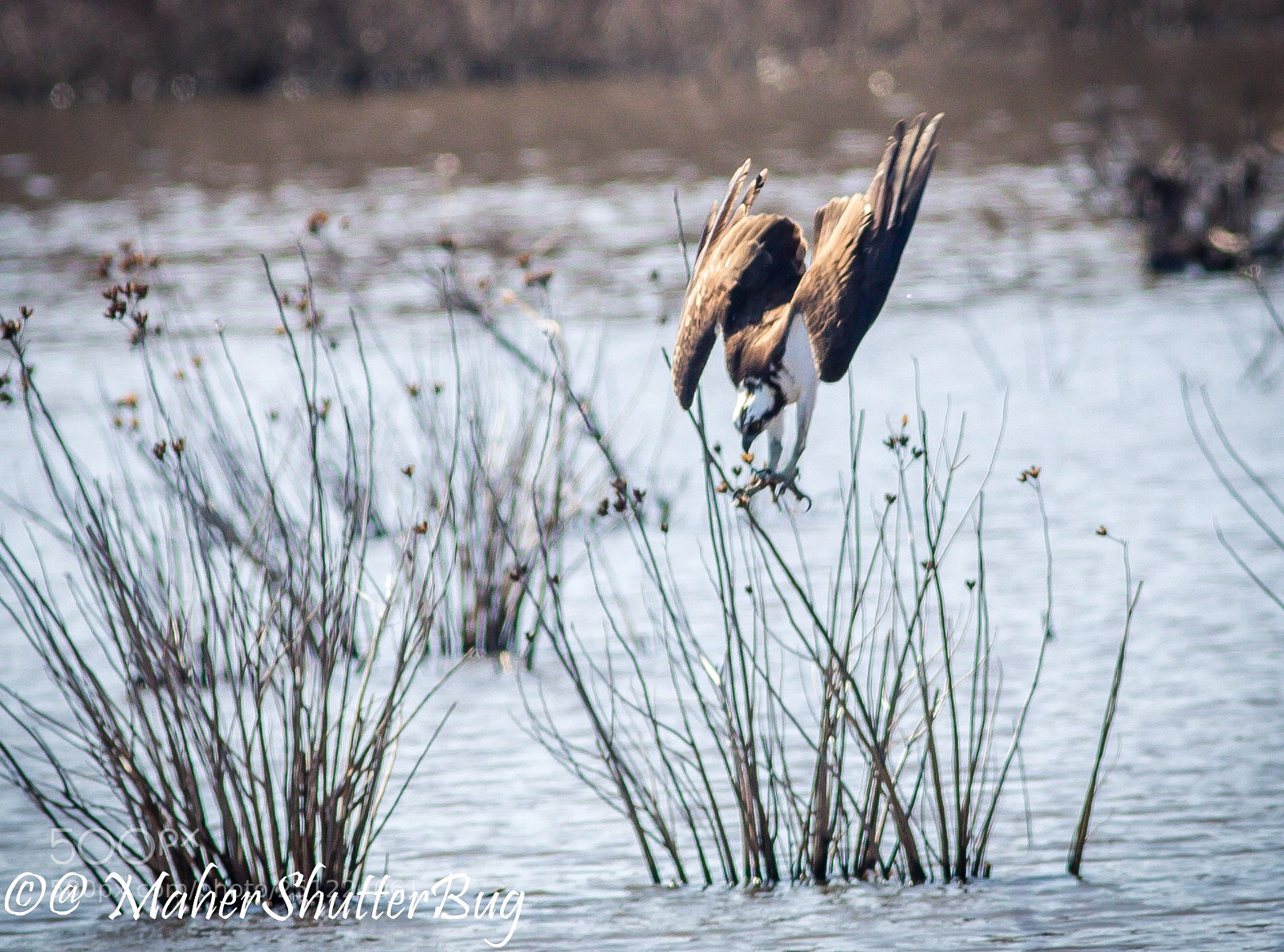 Canon EOS 5D Mark IV sample photo. The dive of death  photography
