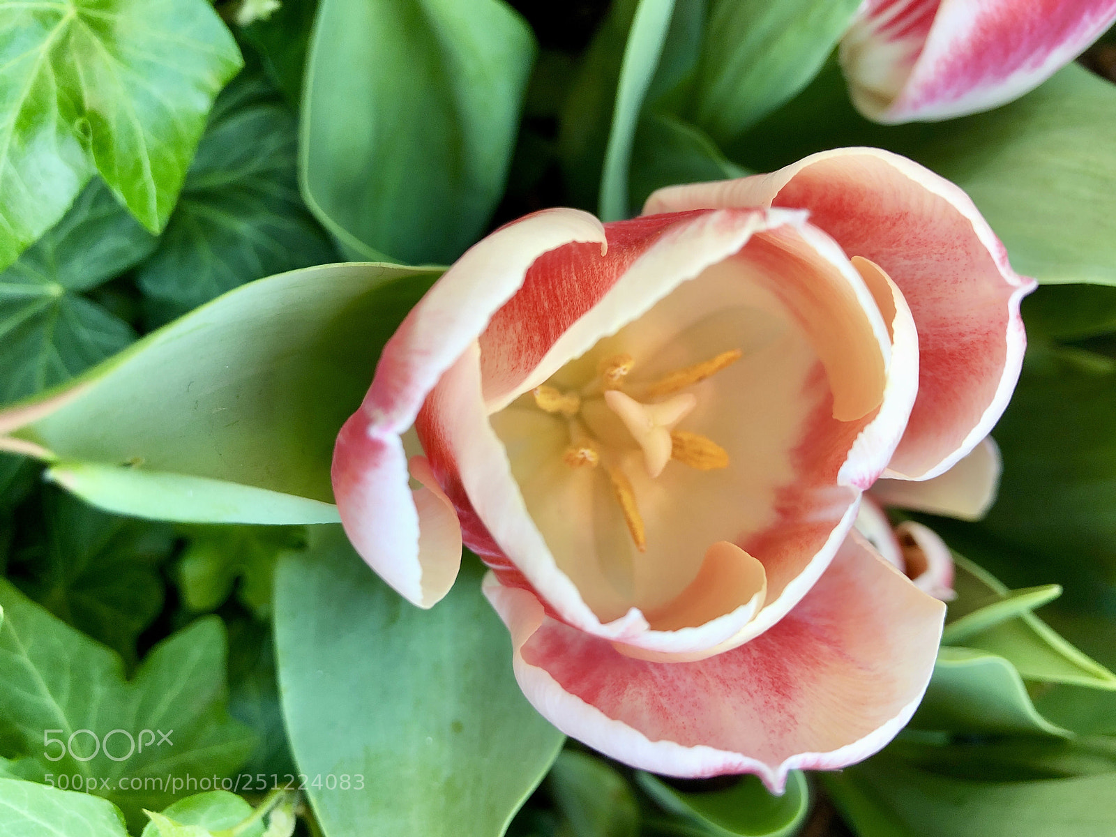 Apple iPhone 8 Plus sample photo. Tulip blossom photography