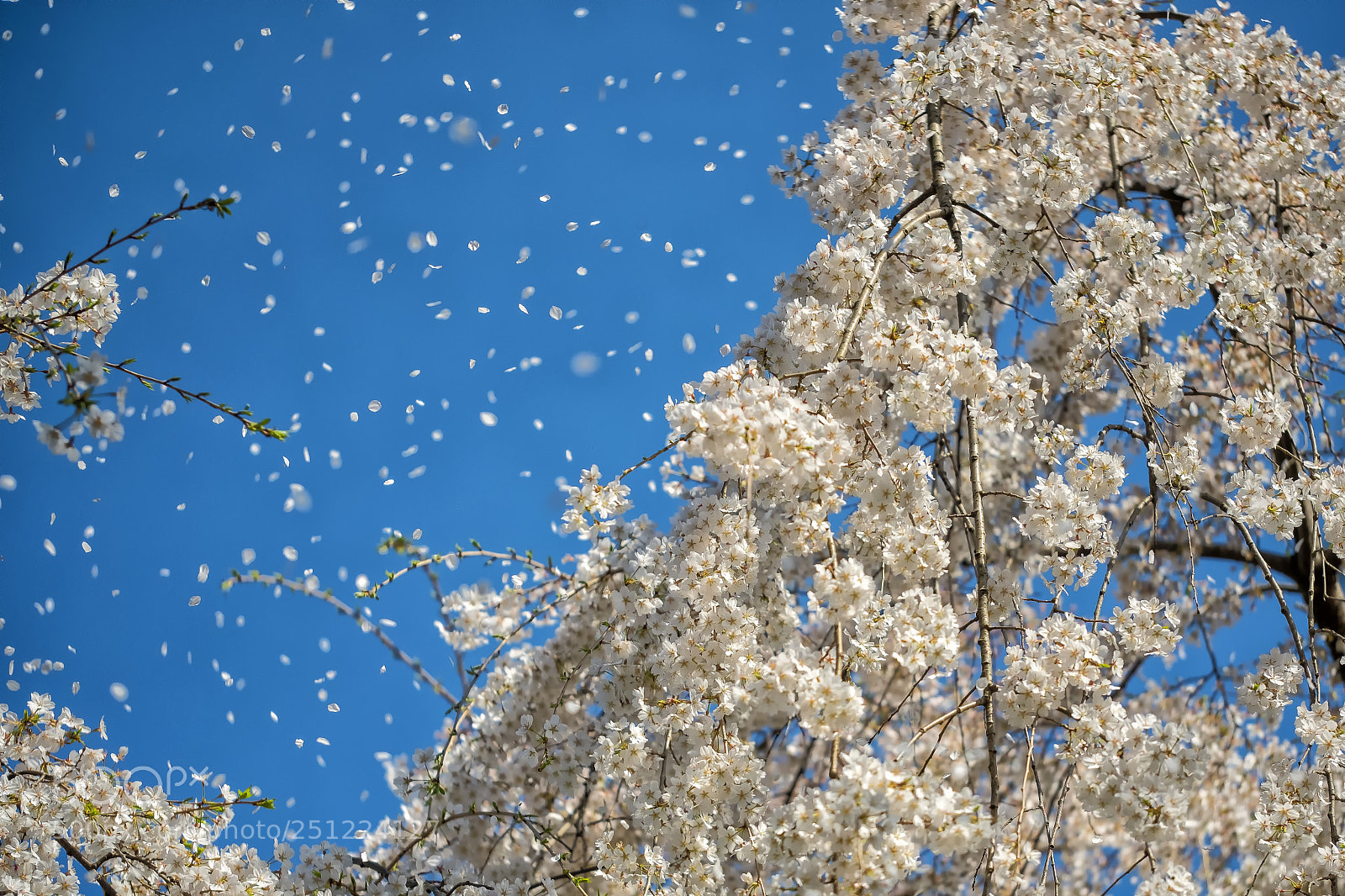 Fujifilm X-T2 sample photo. Spring "snow" photography