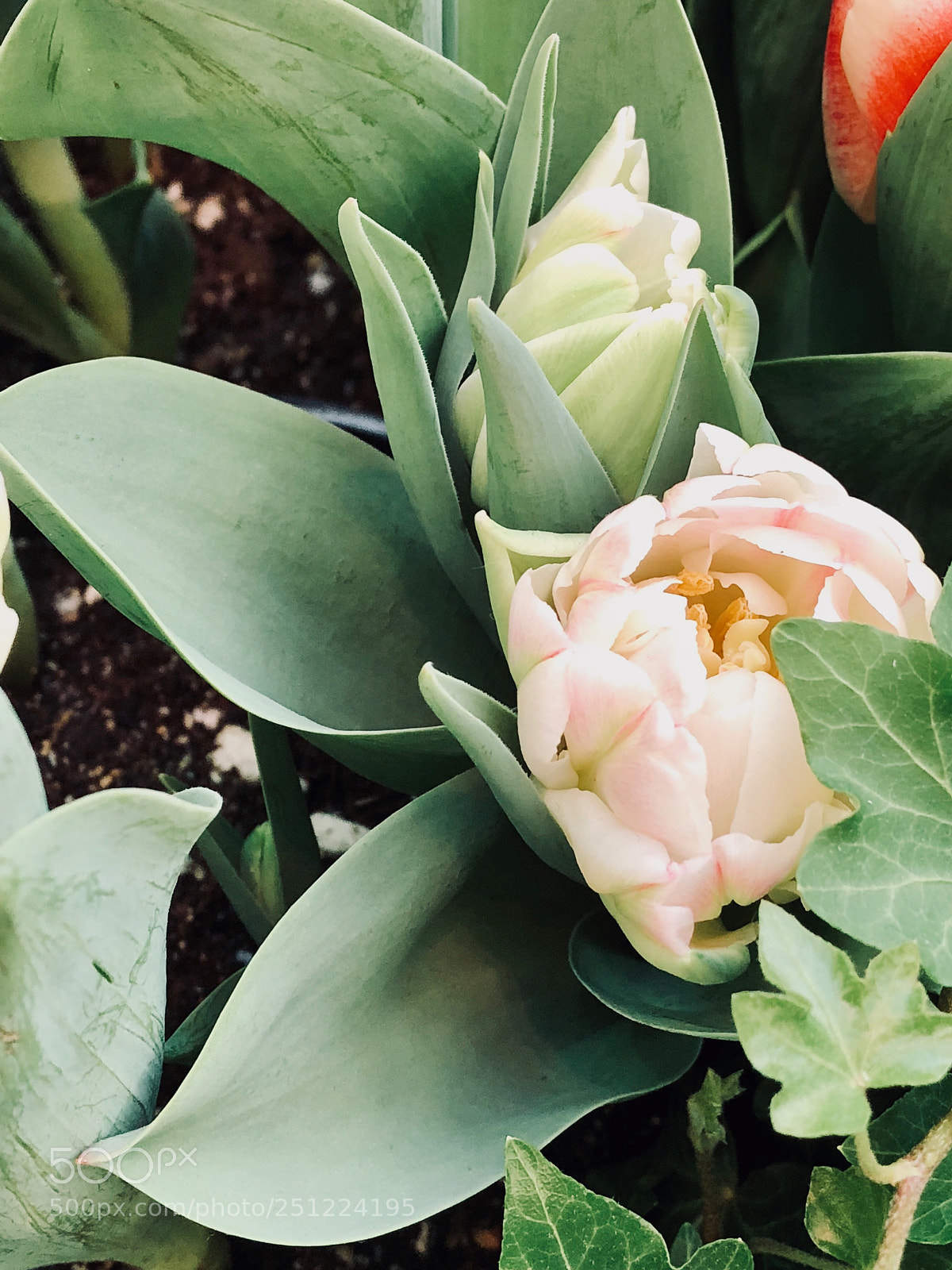 Apple iPhone 8 Plus sample photo. More tulips of spring photography