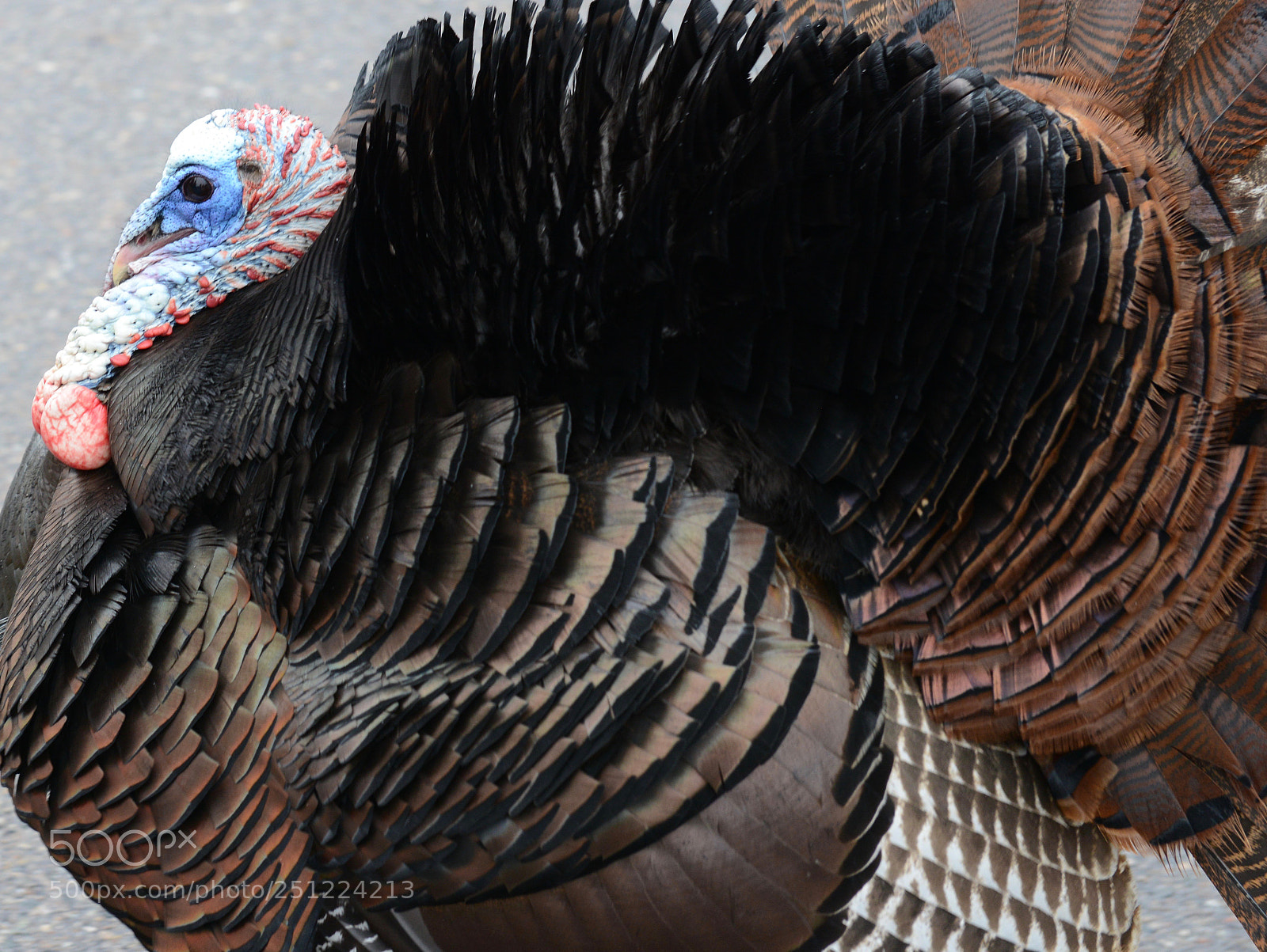 Nikon D800 sample photo. King of the harem photography