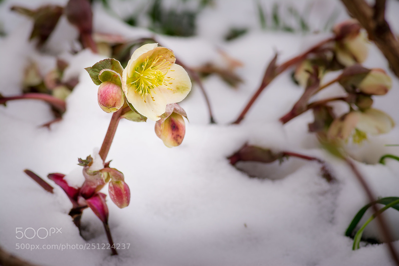 Nikon D7100 sample photo. Schneeblume photography