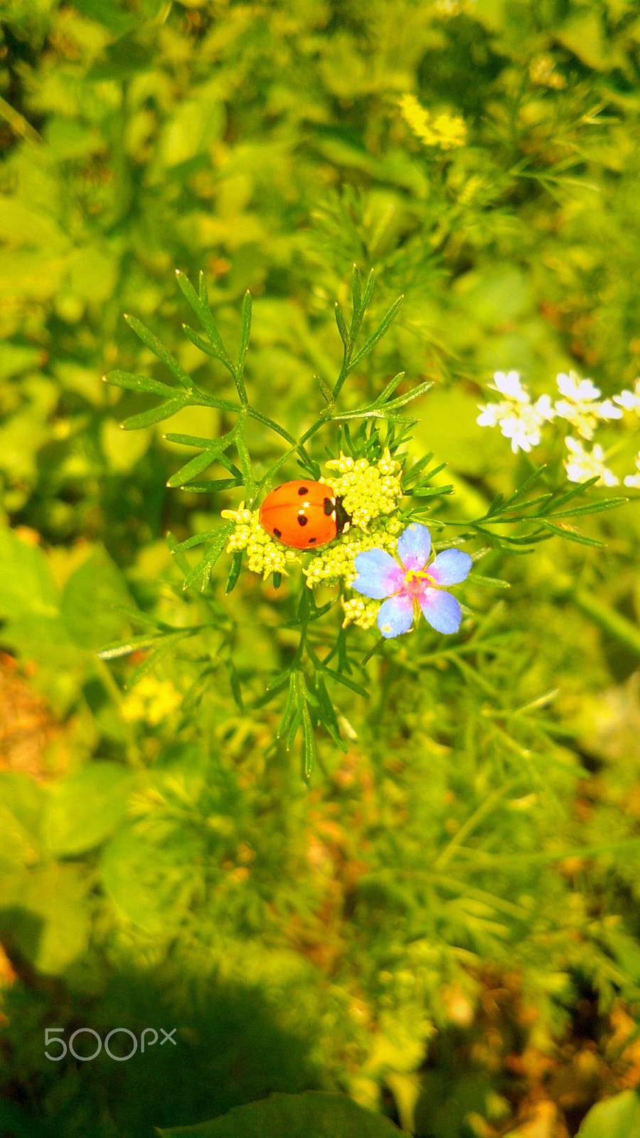 vivo Y55A sample photo. Img_20180328_130032.jpg photography