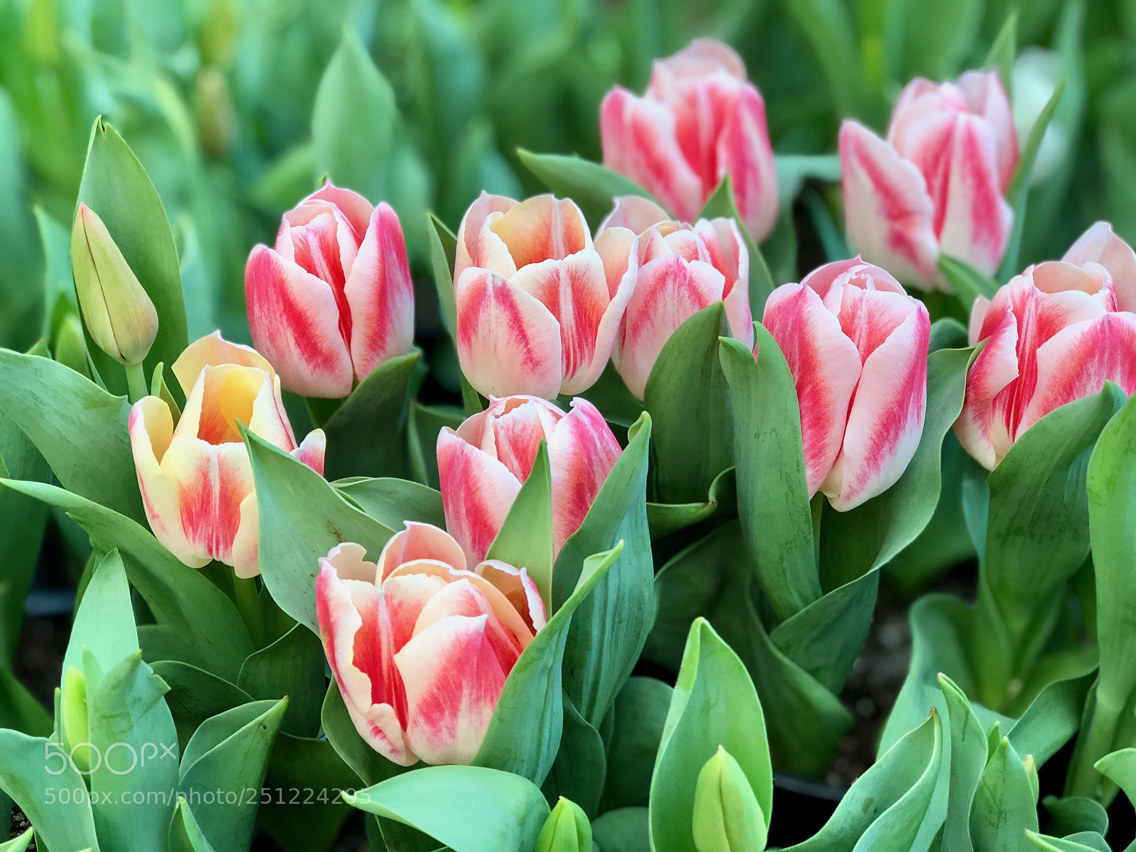 Apple iPhone 8 Plus sample photo. Tulip portraits photography