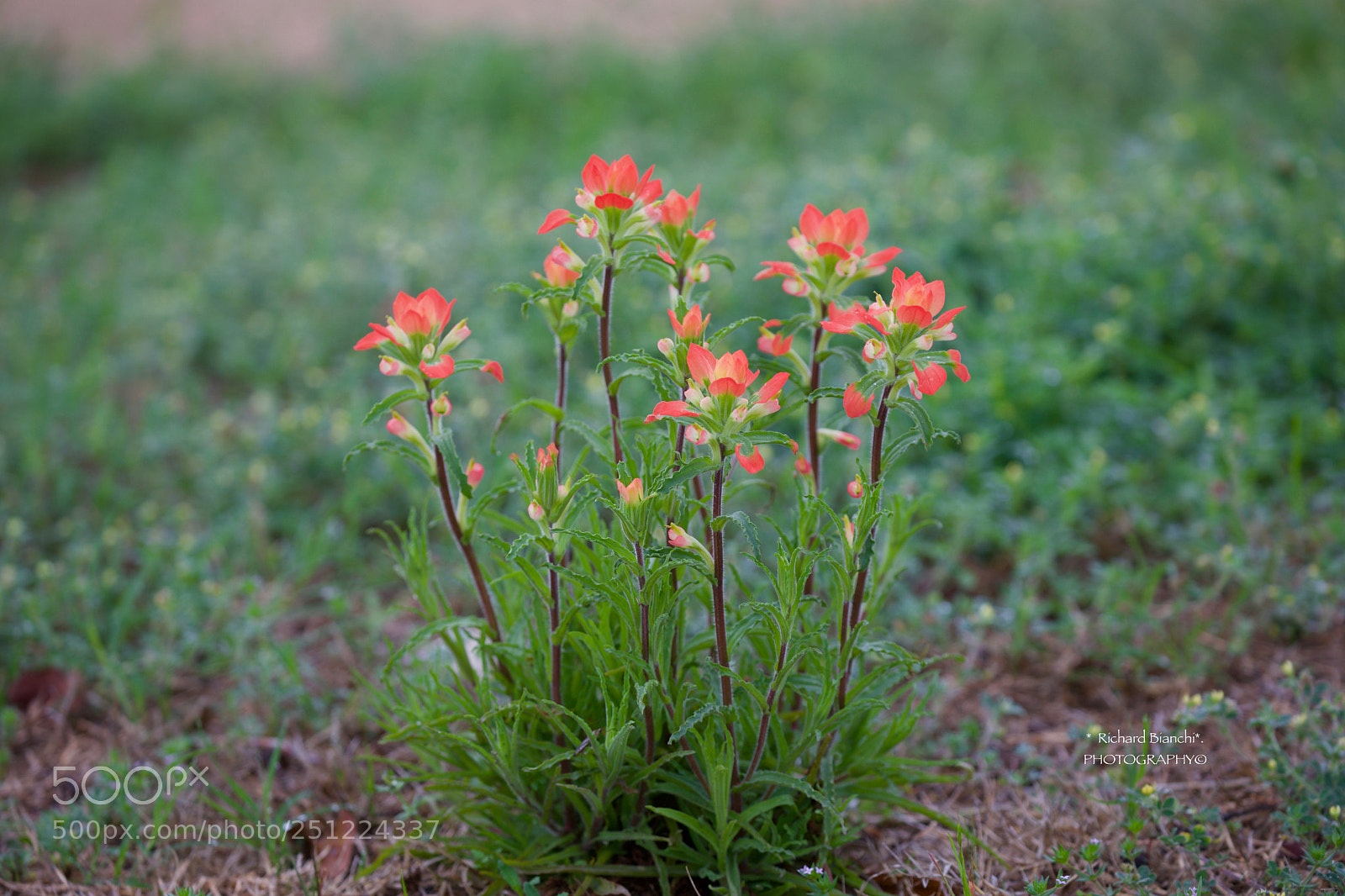 Canon EOS 5D Mark IV sample photo. Paintbrush photography