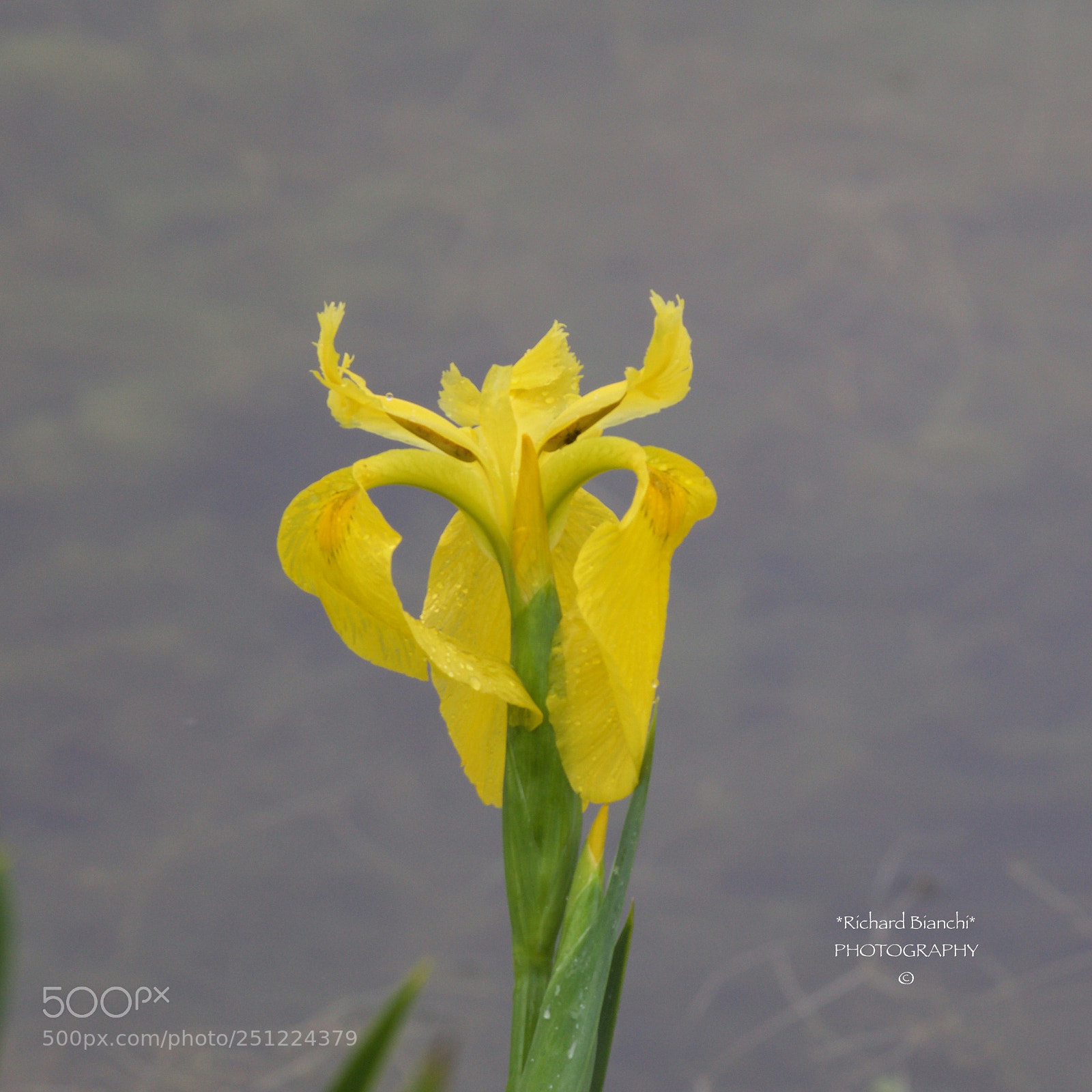 Canon EOS 5D Mark IV sample photo. Pond edge iris photography