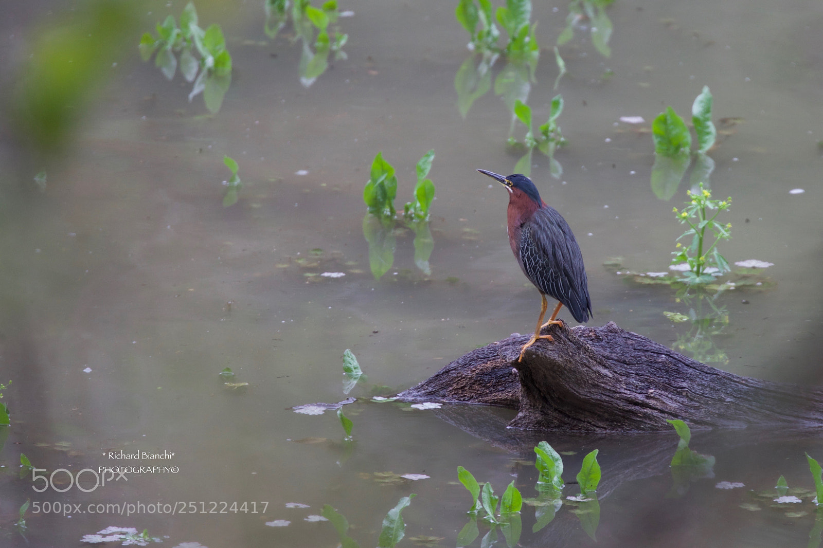 Canon EOS 5D Mark IV sample photo. Little green heron photography