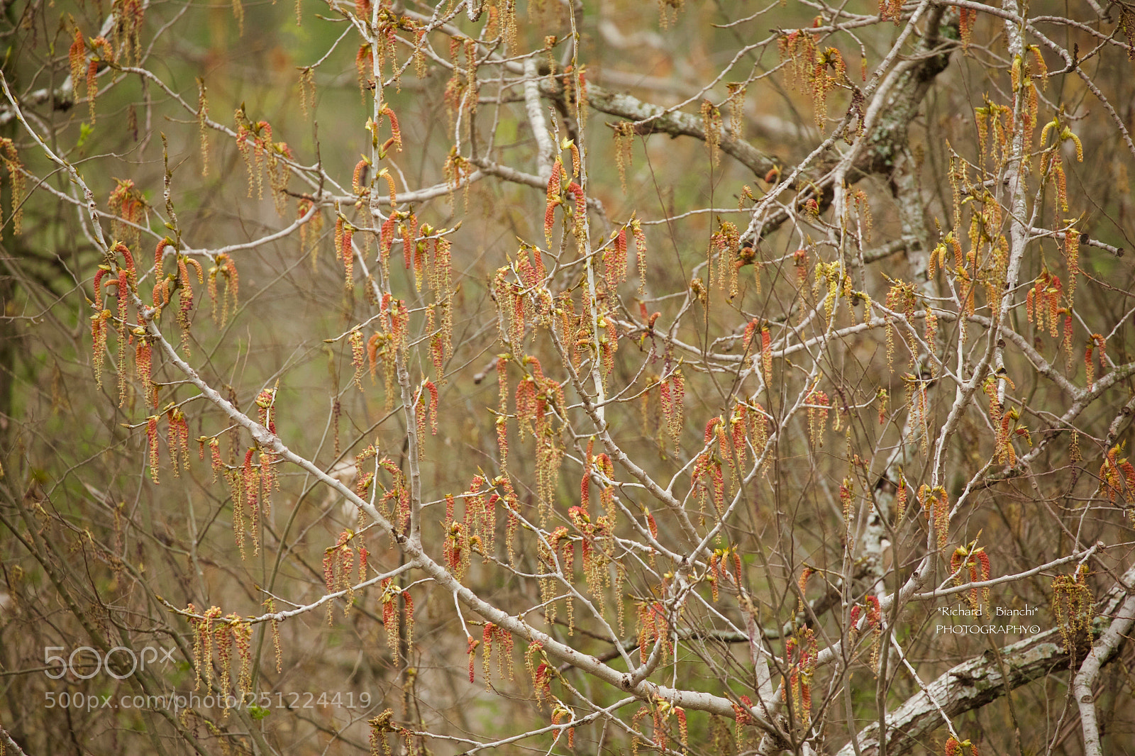 Canon EOS 5D Mark IV sample photo. Early spring color photography