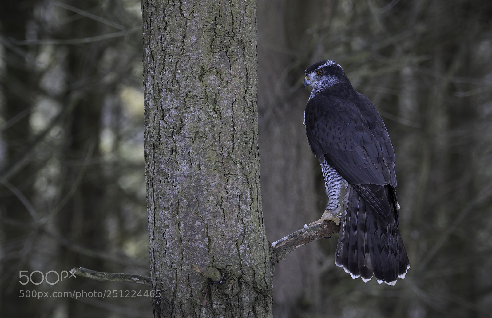 Nikon D500 sample photo. Northern goshawk photography
