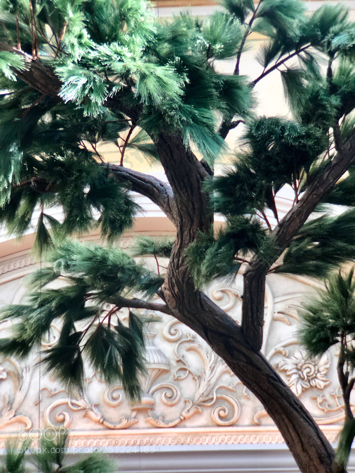 Apple iPhone 8 Plus sample photo. Twisted pine photography