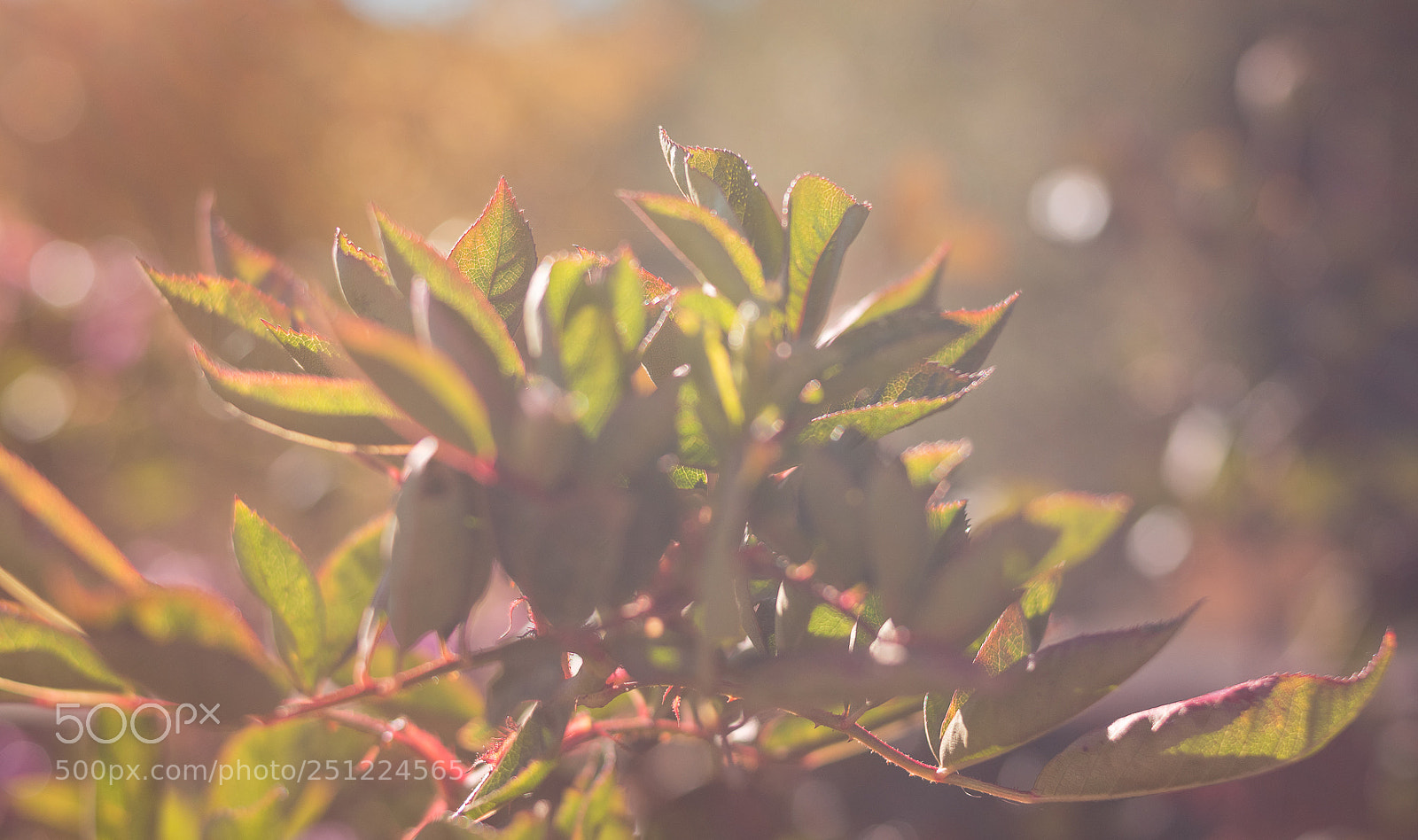 Nikon D5500 sample photo. Life photography