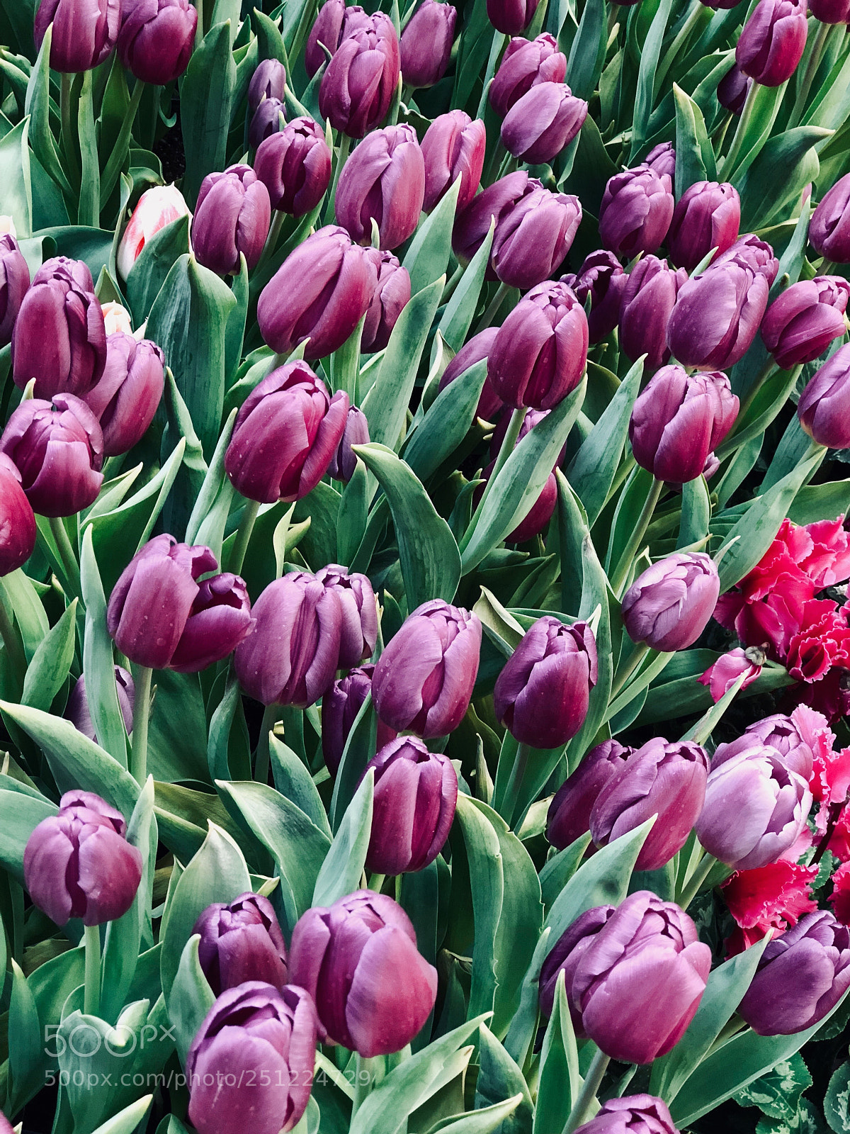 Apple iPhone 8 Plus sample photo. Purple tulip drops photography