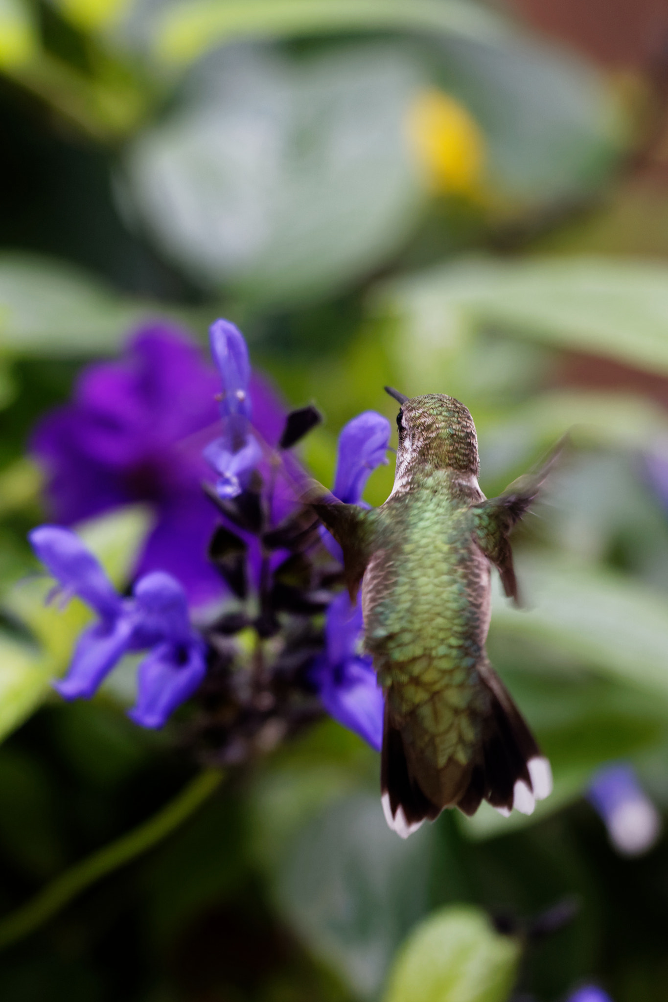 Canon EF 100-400mm F4.5-5.6L IS USM sample photo. In focus photography