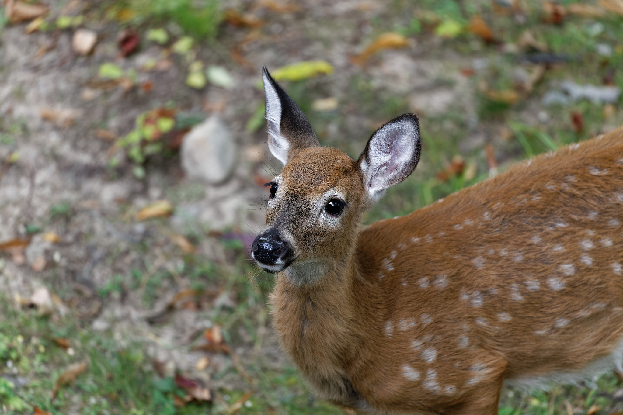 Canon EOS 6D + Canon EF 100-400mm F4.5-5.6L IS USM sample photo. Still spotted photography