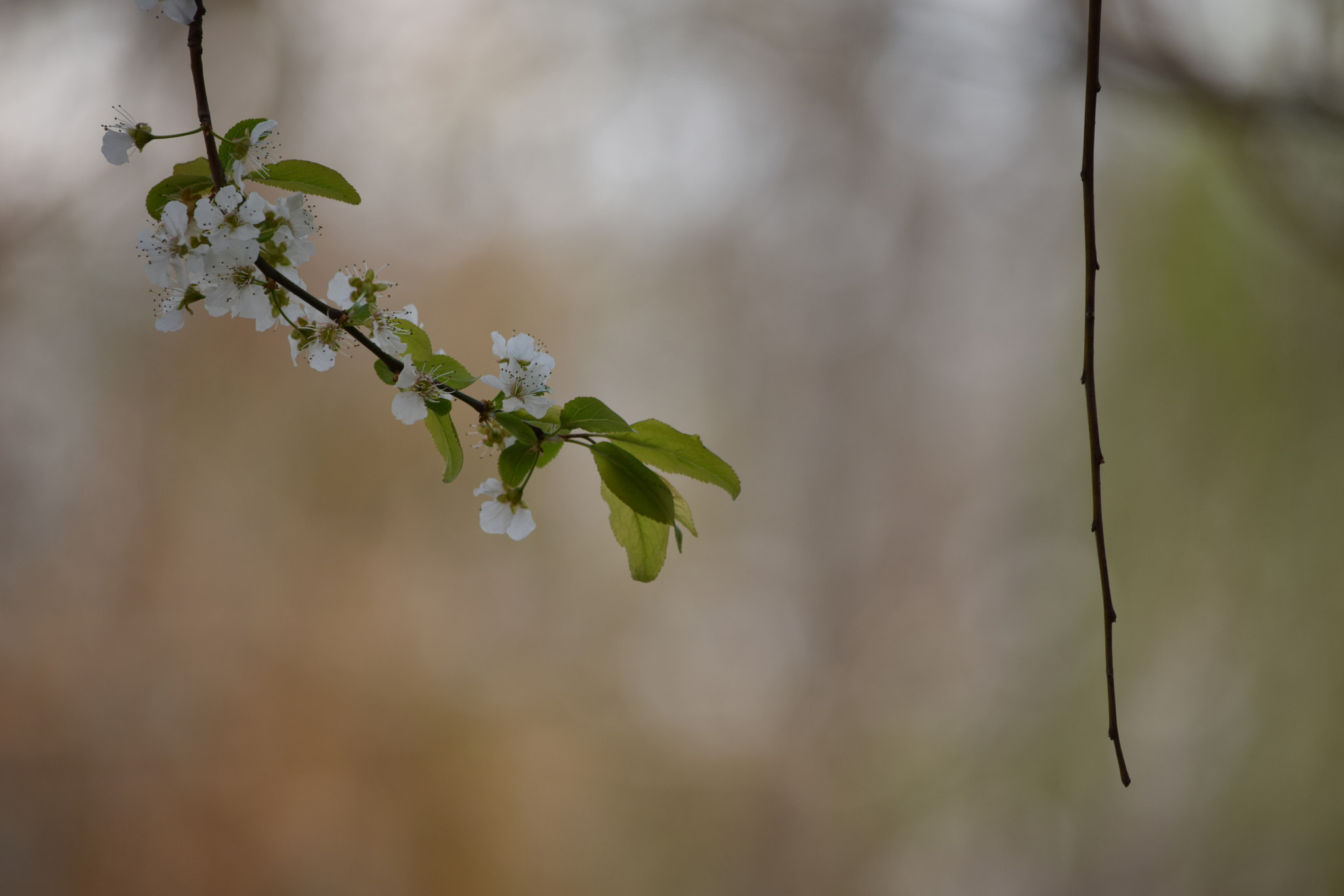 Nikon D3300 sample photo