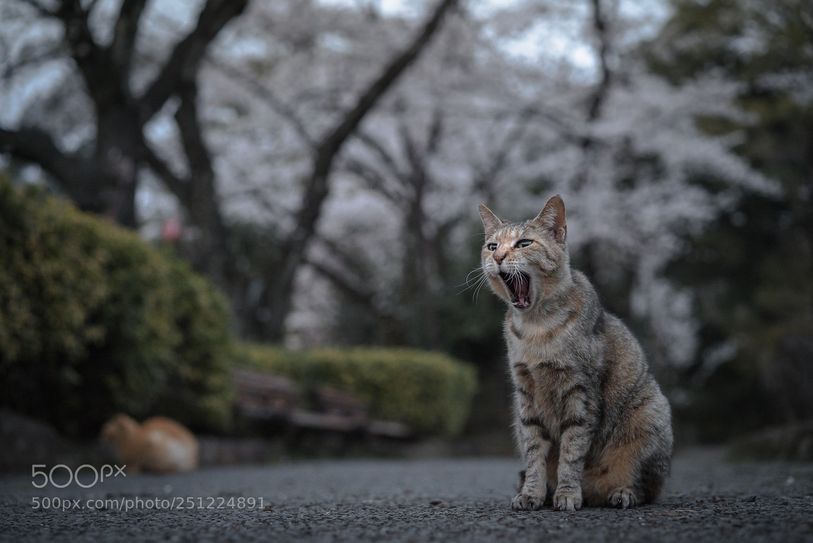 Sony a7S II sample photo. Big yawn photography