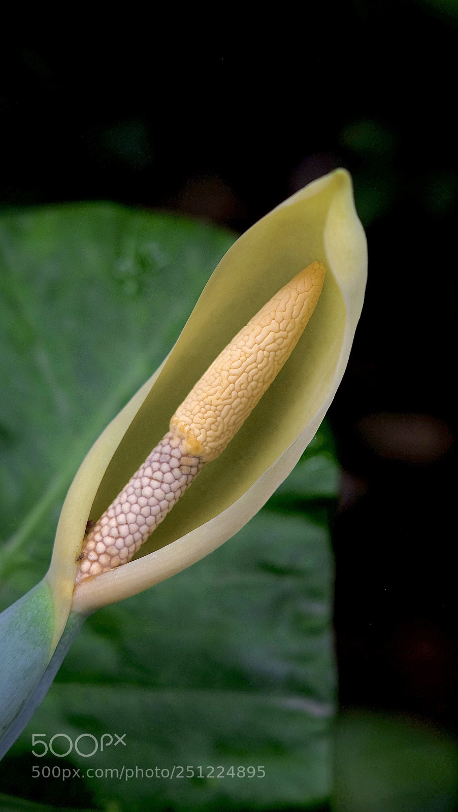 Fujifilm X-T1 sample photo. Soon to be leaf photography