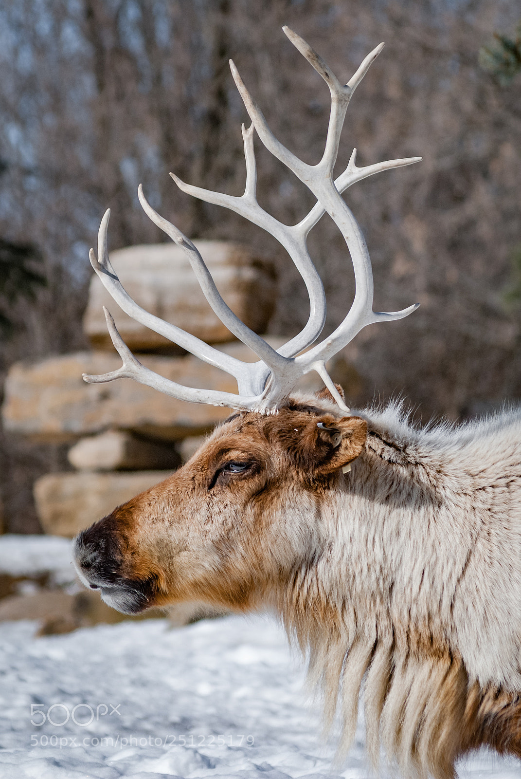 Nikon D3000 sample photo. Majestic woodland caribou photography