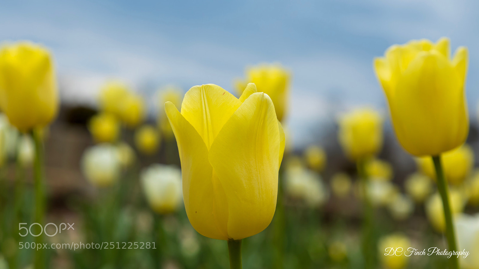 Canon EOS 5D Mark IV sample photo. Tulips  photography