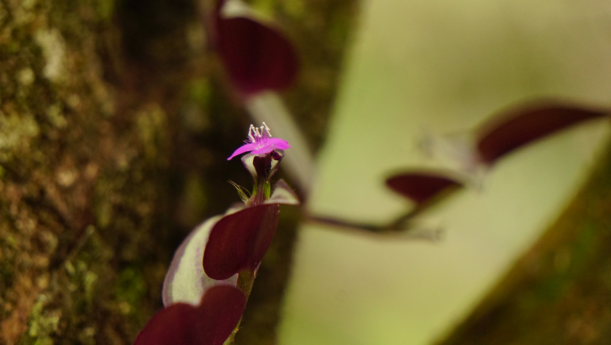Sony E 55-210mm F4.5-6.3 OSS sample photo