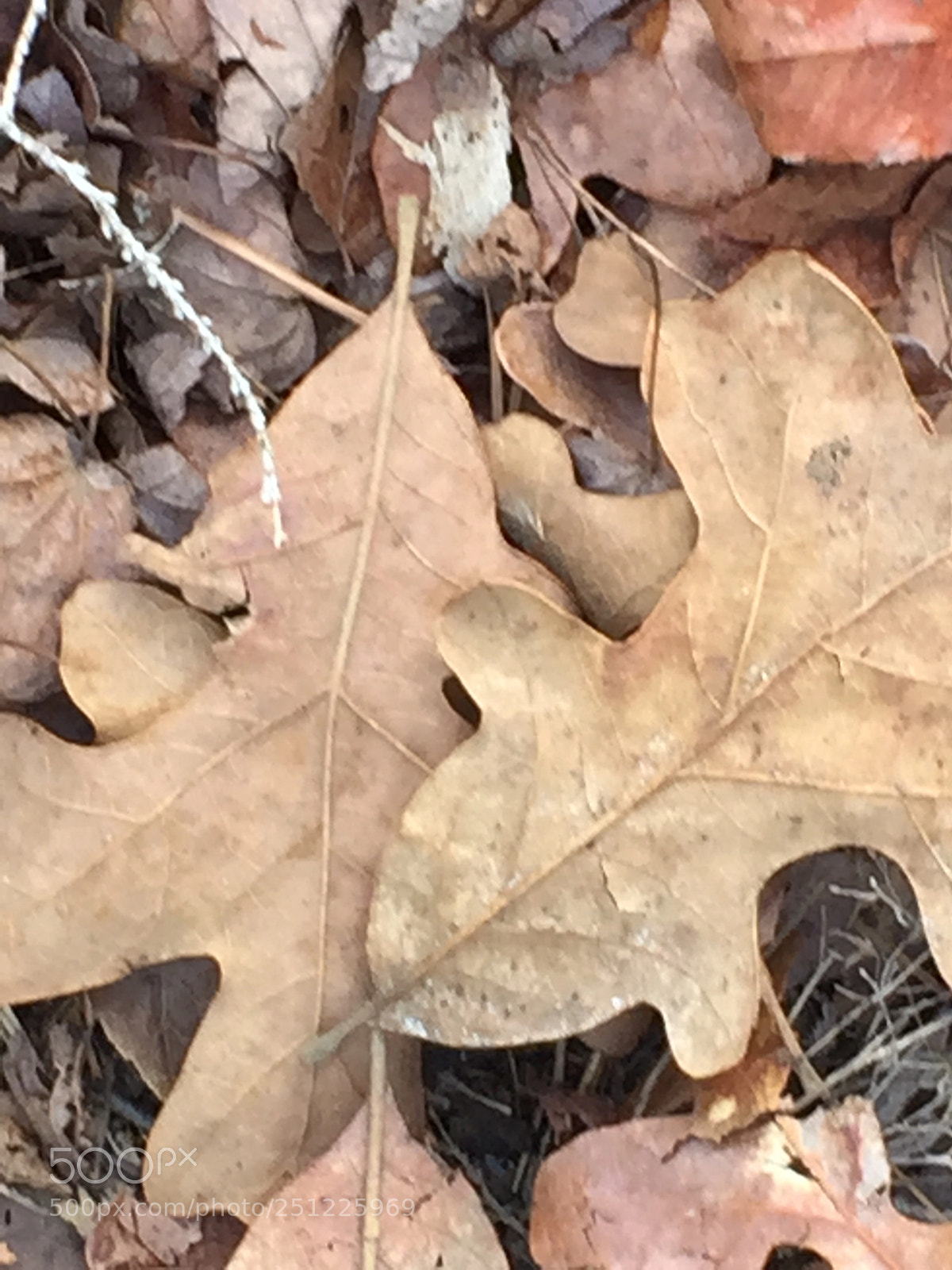 Apple iPhone 6 sample photo. Spring comes to new photography