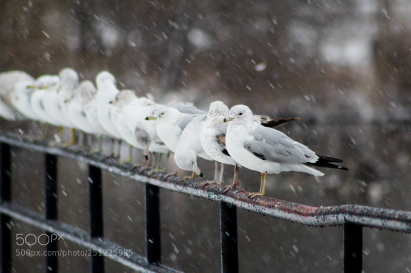 Canon EOS 1200D (EOS Rebel T5 / EOS Kiss X70 / EOS Hi) sample photo. Snowstorm photography