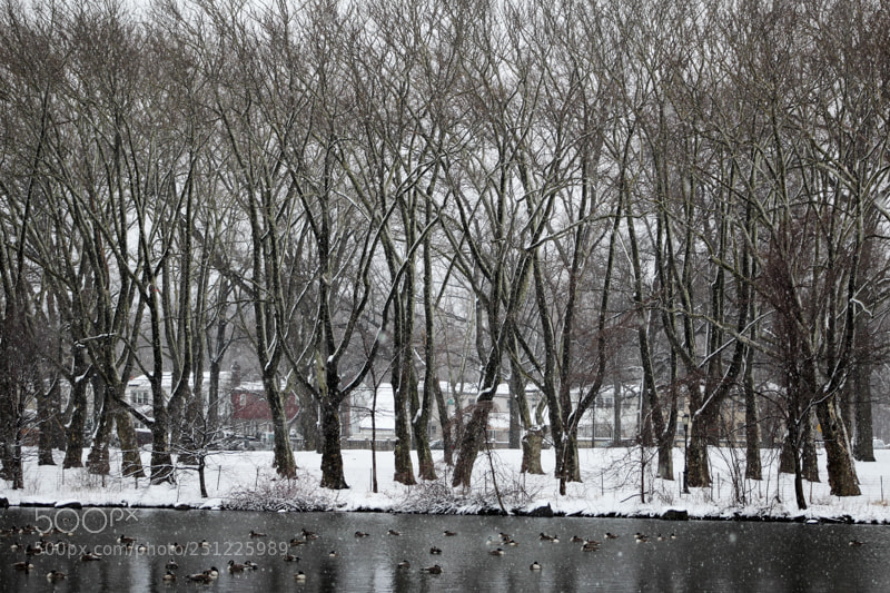 Canon EOS 1200D (EOS Rebel T5 / EOS Kiss X70 / EOS Hi) sample photo. Snowstorm photography