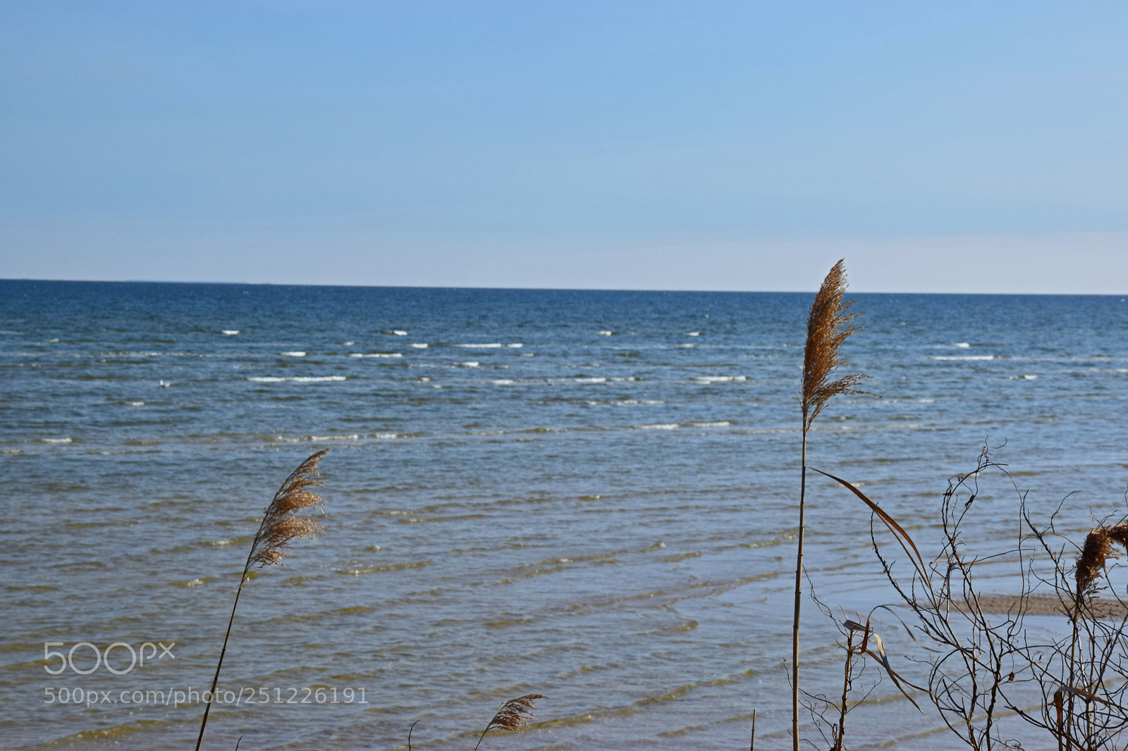 Nikon D5300 sample photo. Chesapeake cat tails photography