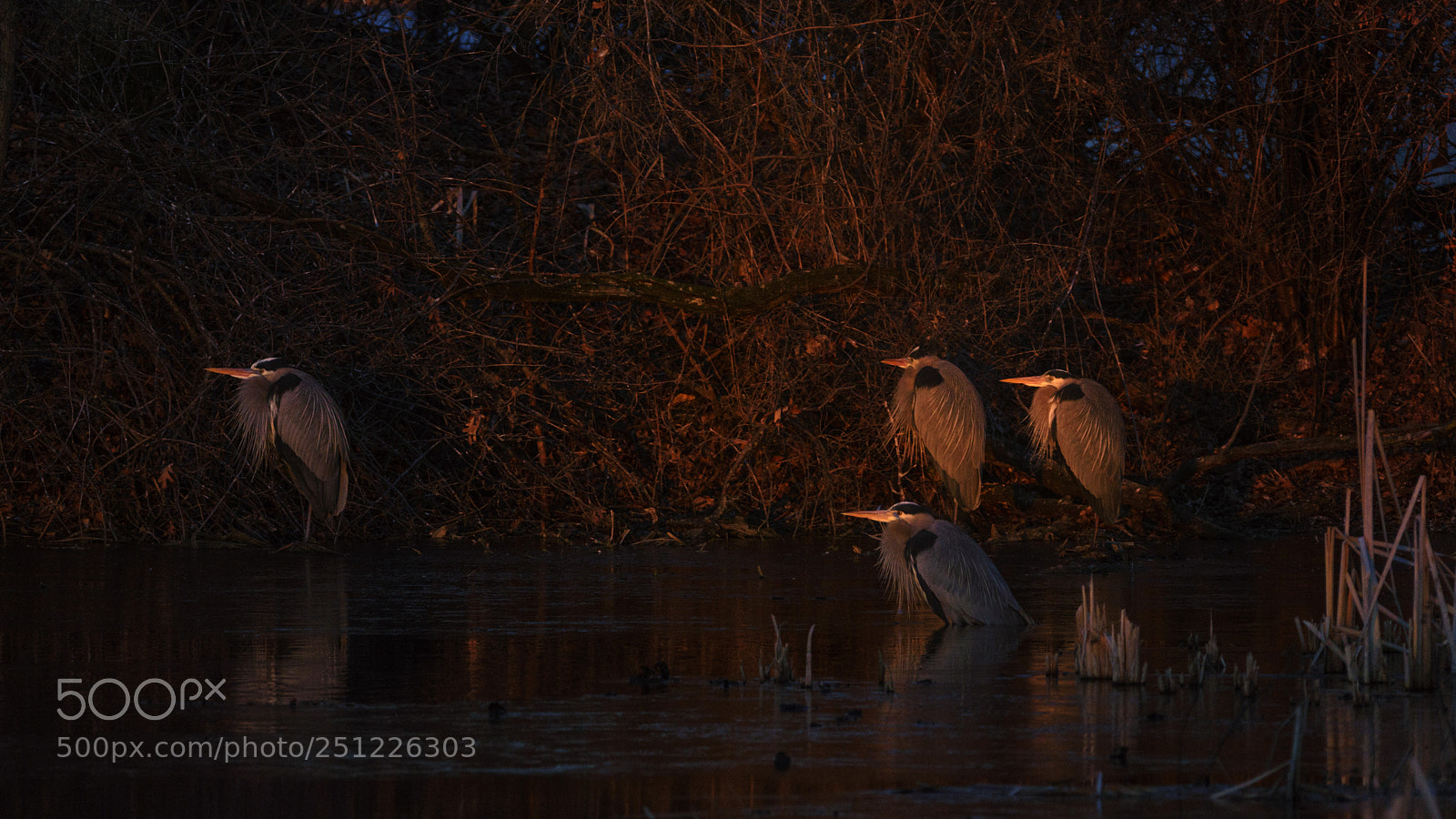 Nikon D7200 sample photo. In cold spring morning photography