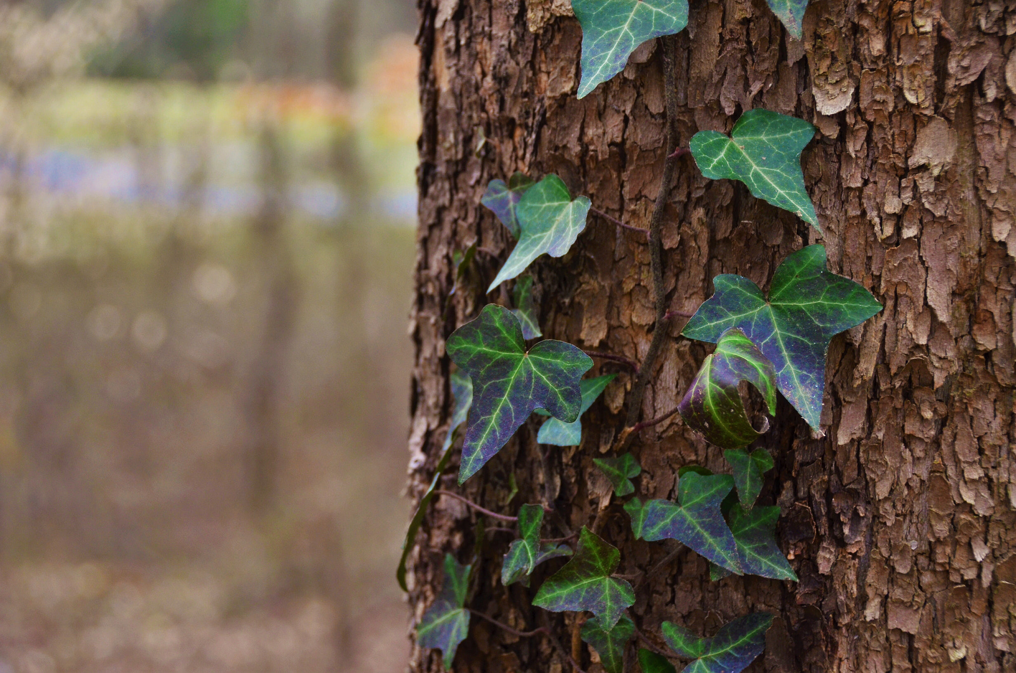 Nikon D5100 sample photo. Climbing ivy photography